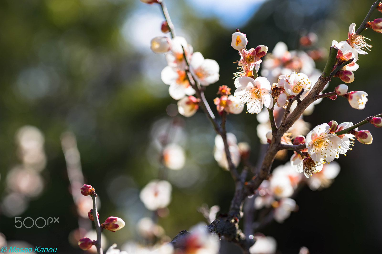 Sony a7 II + Sigma 70mm F2.8 EX DG Macro sample photo. Plum photography