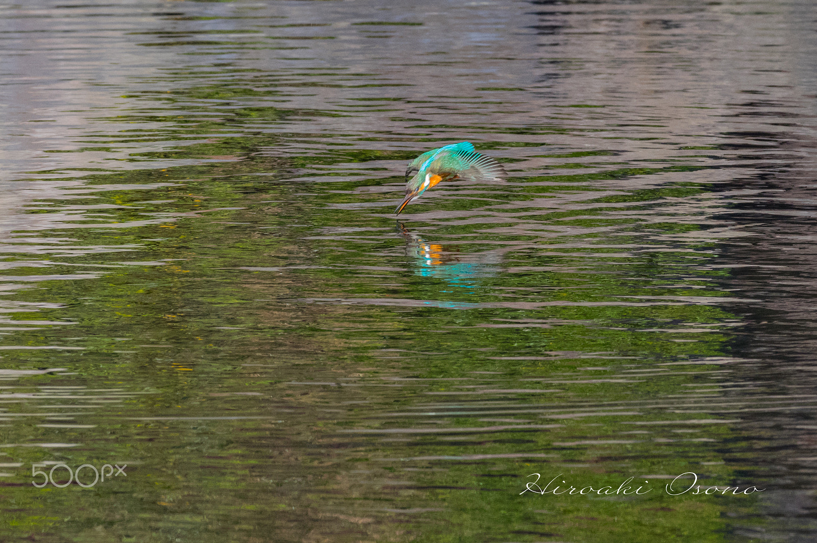 Pentax smc DA* 300mm F4.0 ED (IF) SDM sample photo. Kingfisher photography