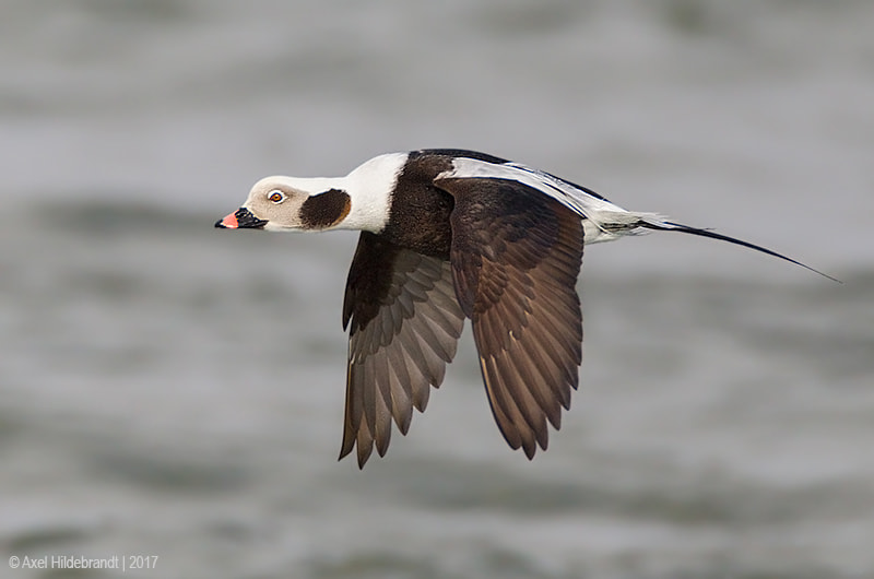 Canon EF 500mm F4L IS USM sample photo. Long-tailed duck photography