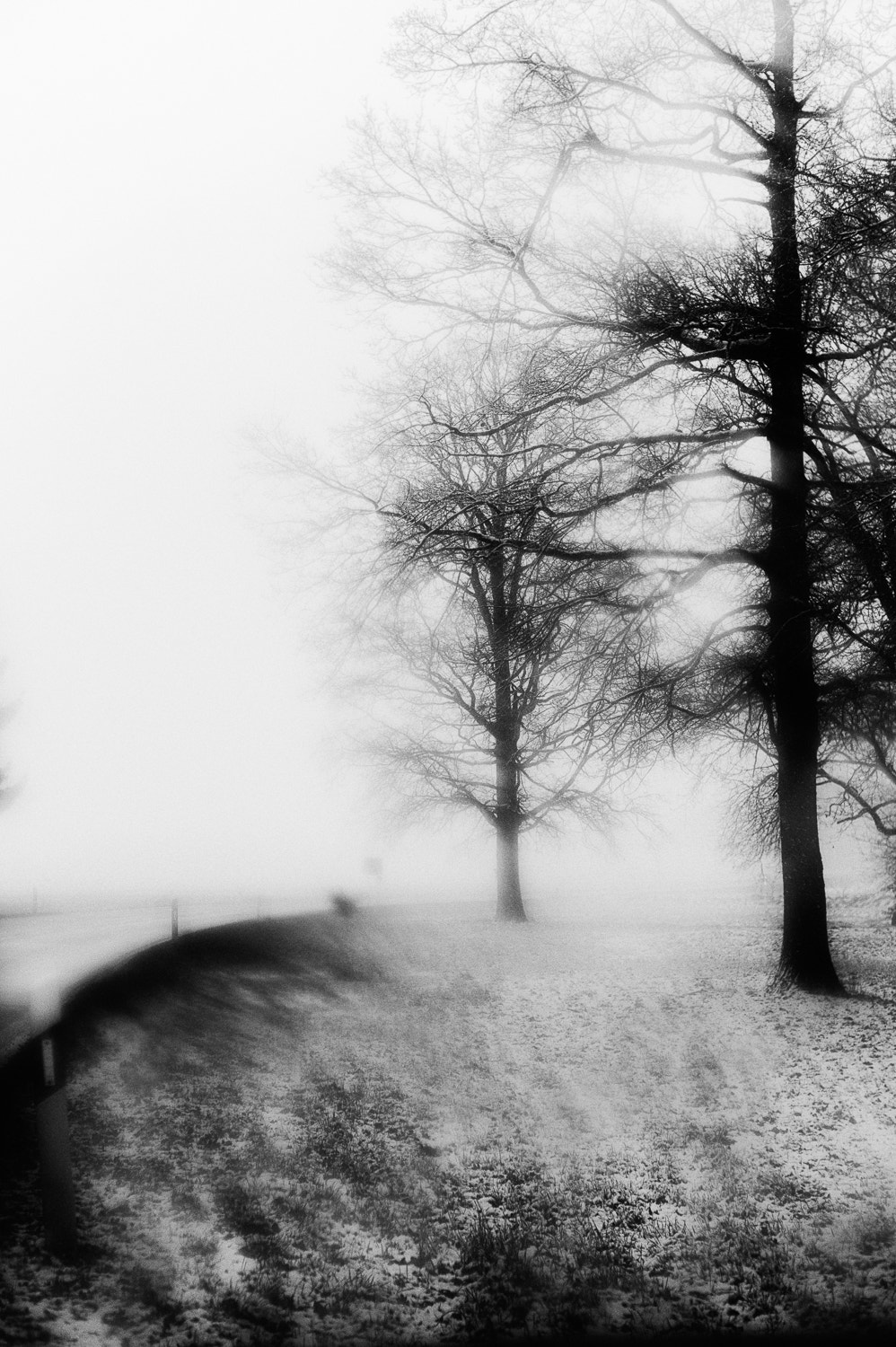 Leica Summicron-M 35mm F2 ASPH sample photo. Trees in winter photography