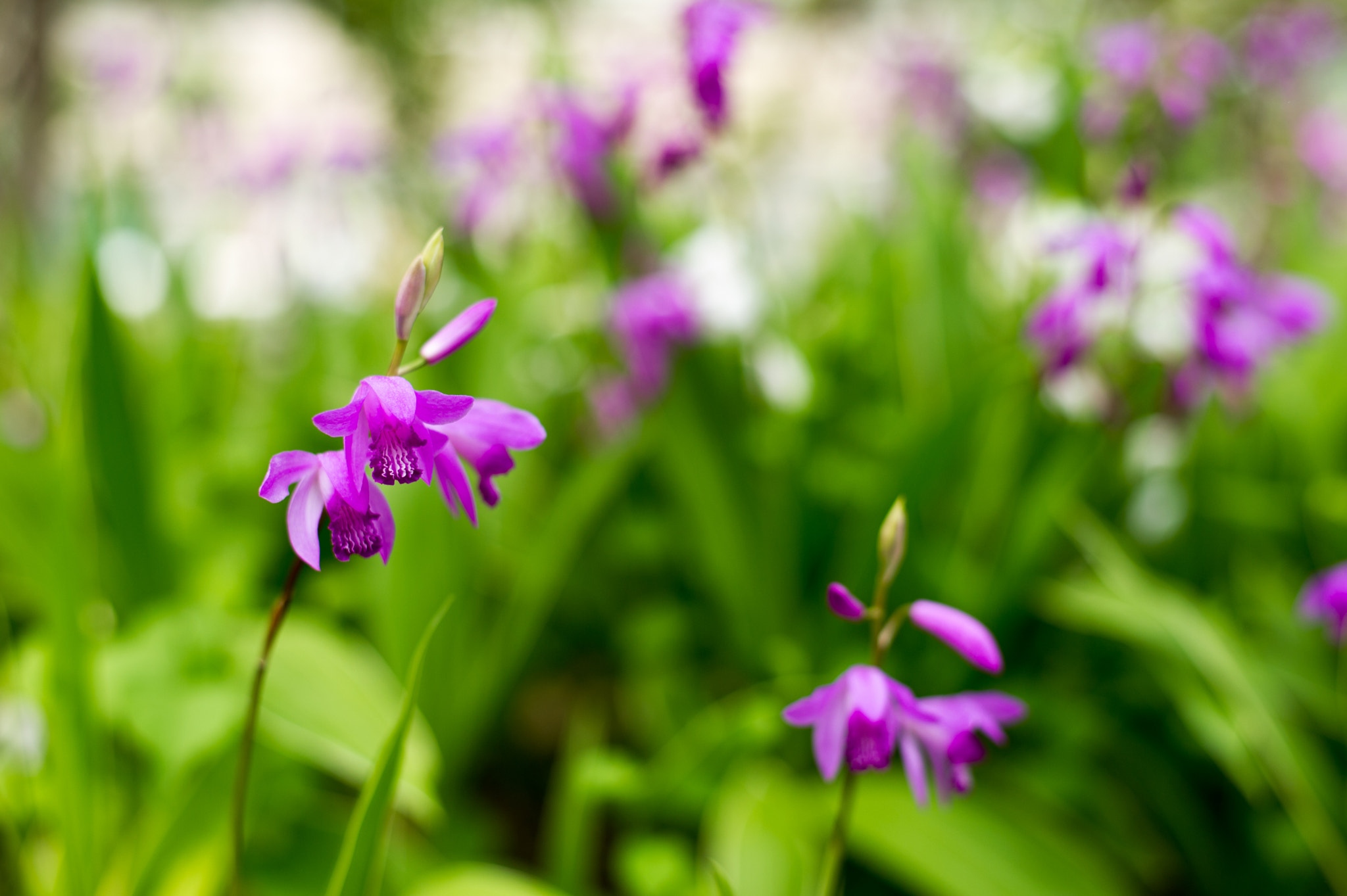 Nikon D3S sample photo. Purple, elegant and orchids photography