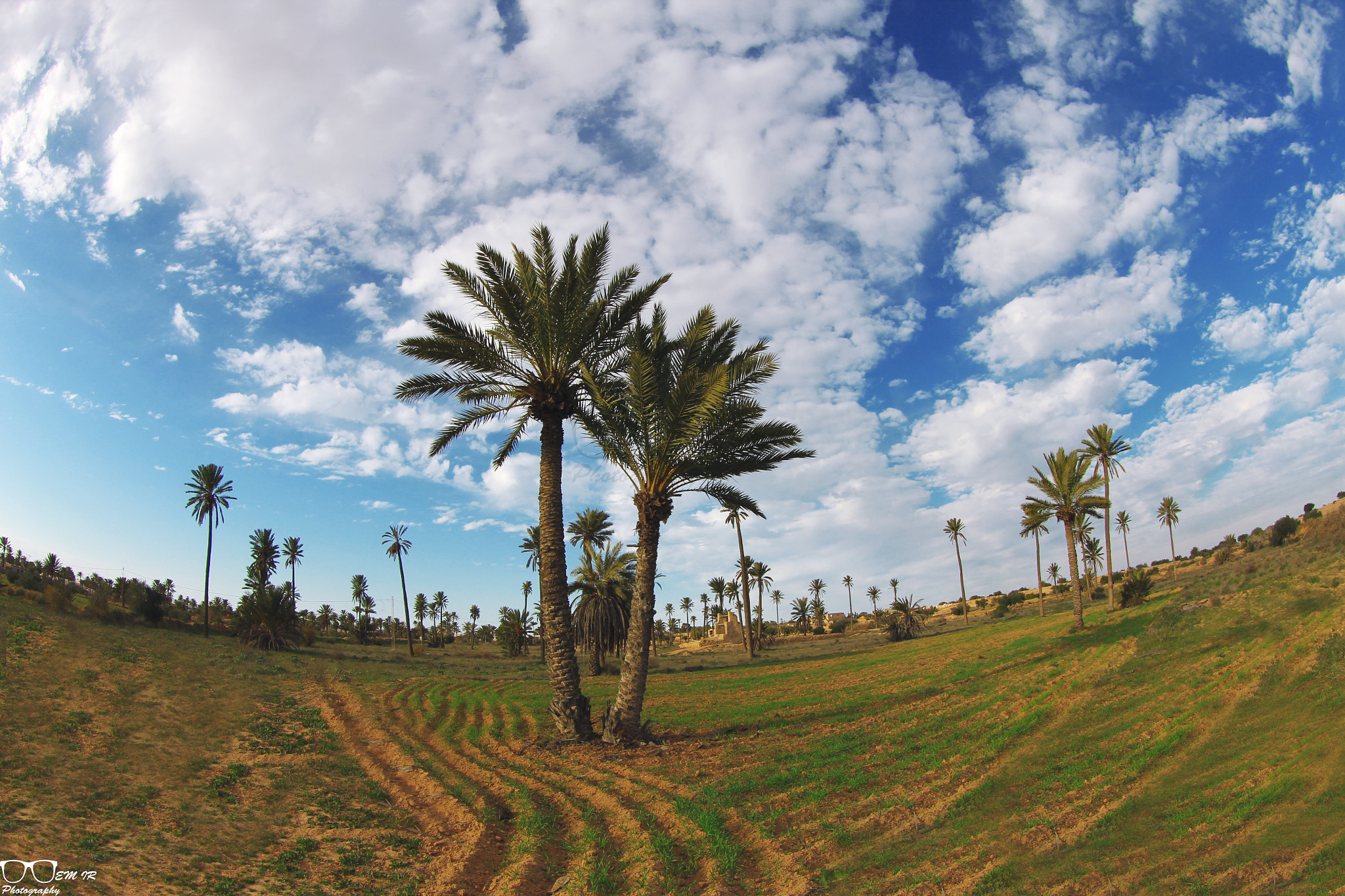 Canon EF 8-15mm F4L Fisheye USM sample photo. Beauty of palmtrees.. photography