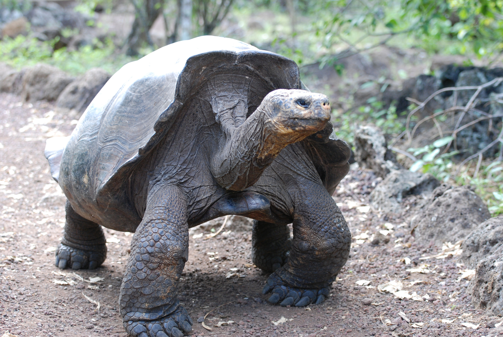 Nikon D80 sample photo. Galapagos giant tortoise photography