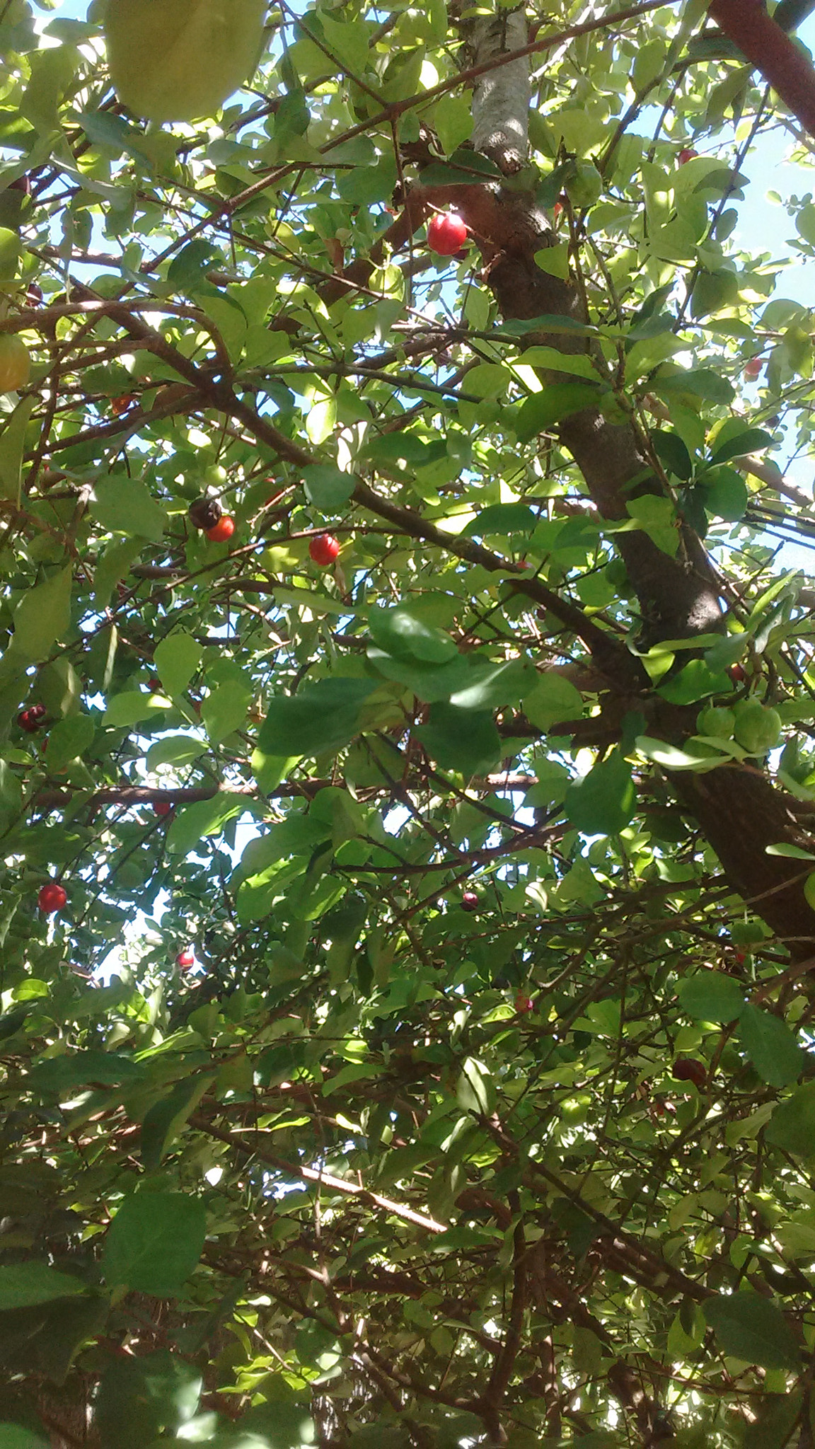 Motorola MotoE2 sample photo