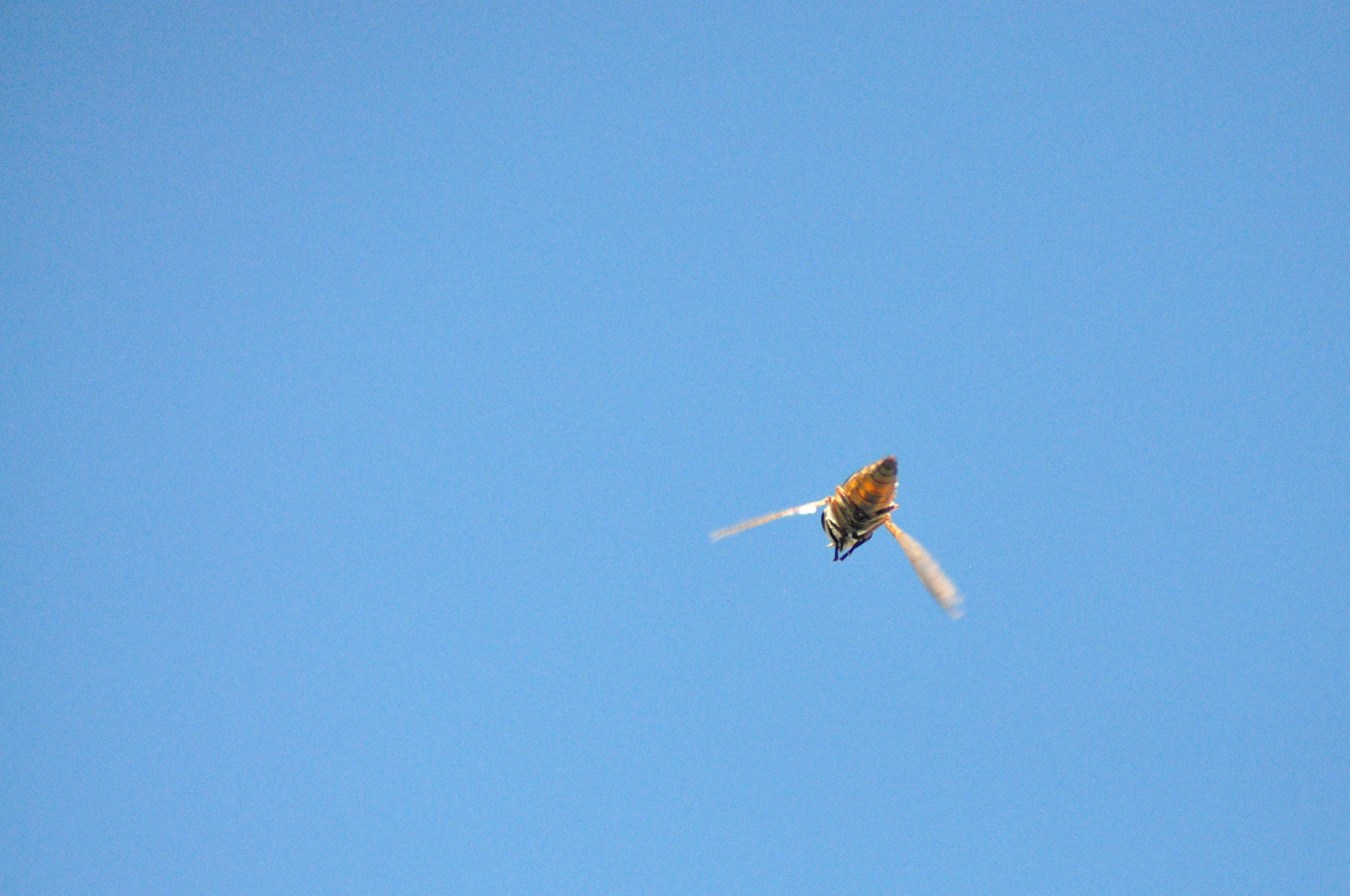 Nikon AF Nikkor 70-300mm F4-5.6G sample photo. Fly away photography