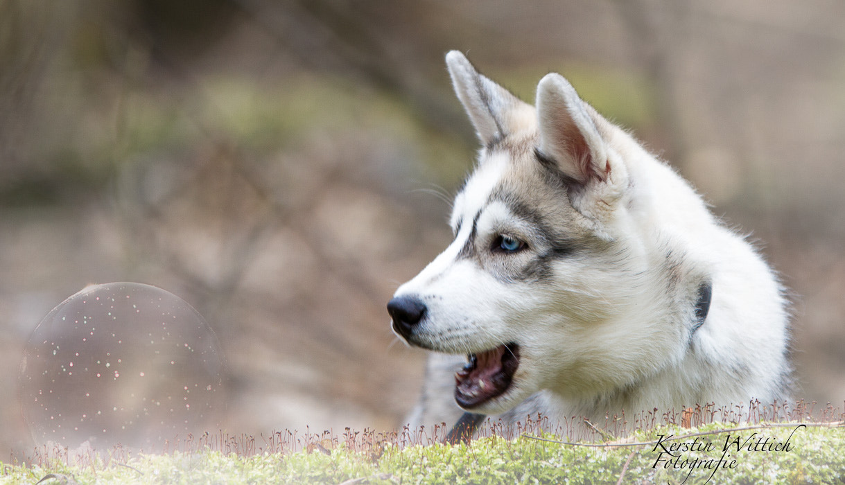 Canon EOS 7D + Sigma 70-200mm F2.8 EX DG OS HSM sample photo. Wonderland photography