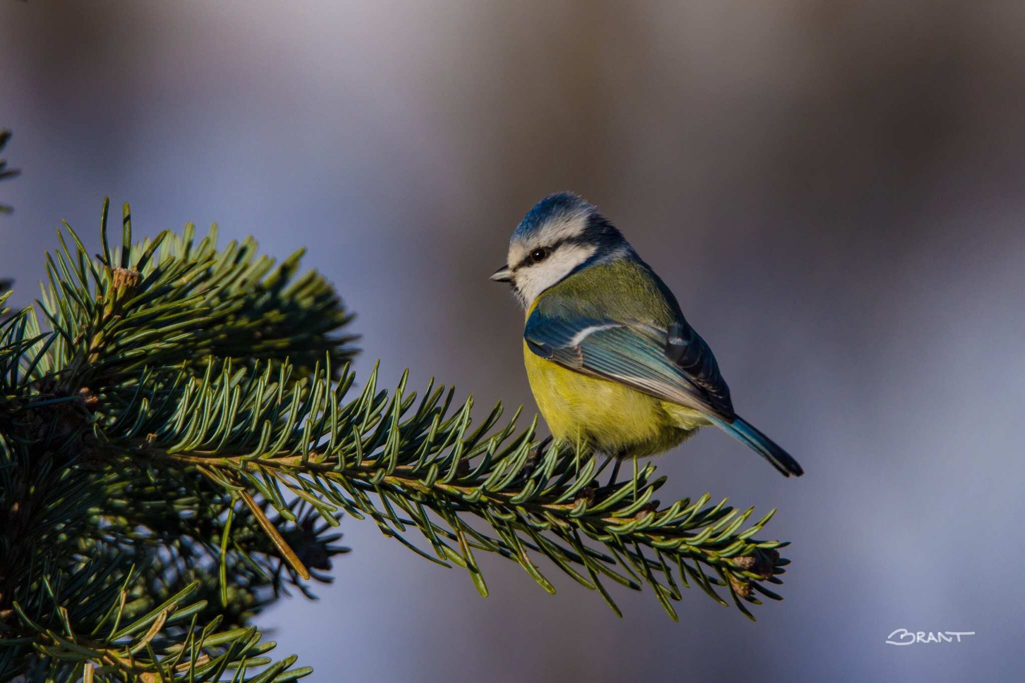 Canon EOS 7D Mark II sample photo. Blue tit in spring light photography