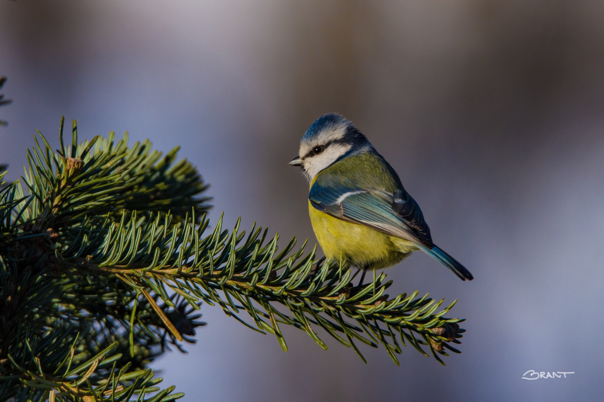 Sigma 150mm f/2.8 EX DG OS HSM APO Macro sample photo. Blue tit in spring light photography