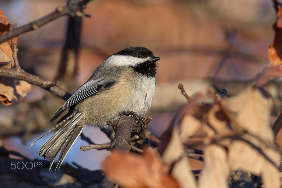 Canon EOS-1D Mark IV + Canon EF 300mm F2.8L IS USM sample photo. Chickadee photography