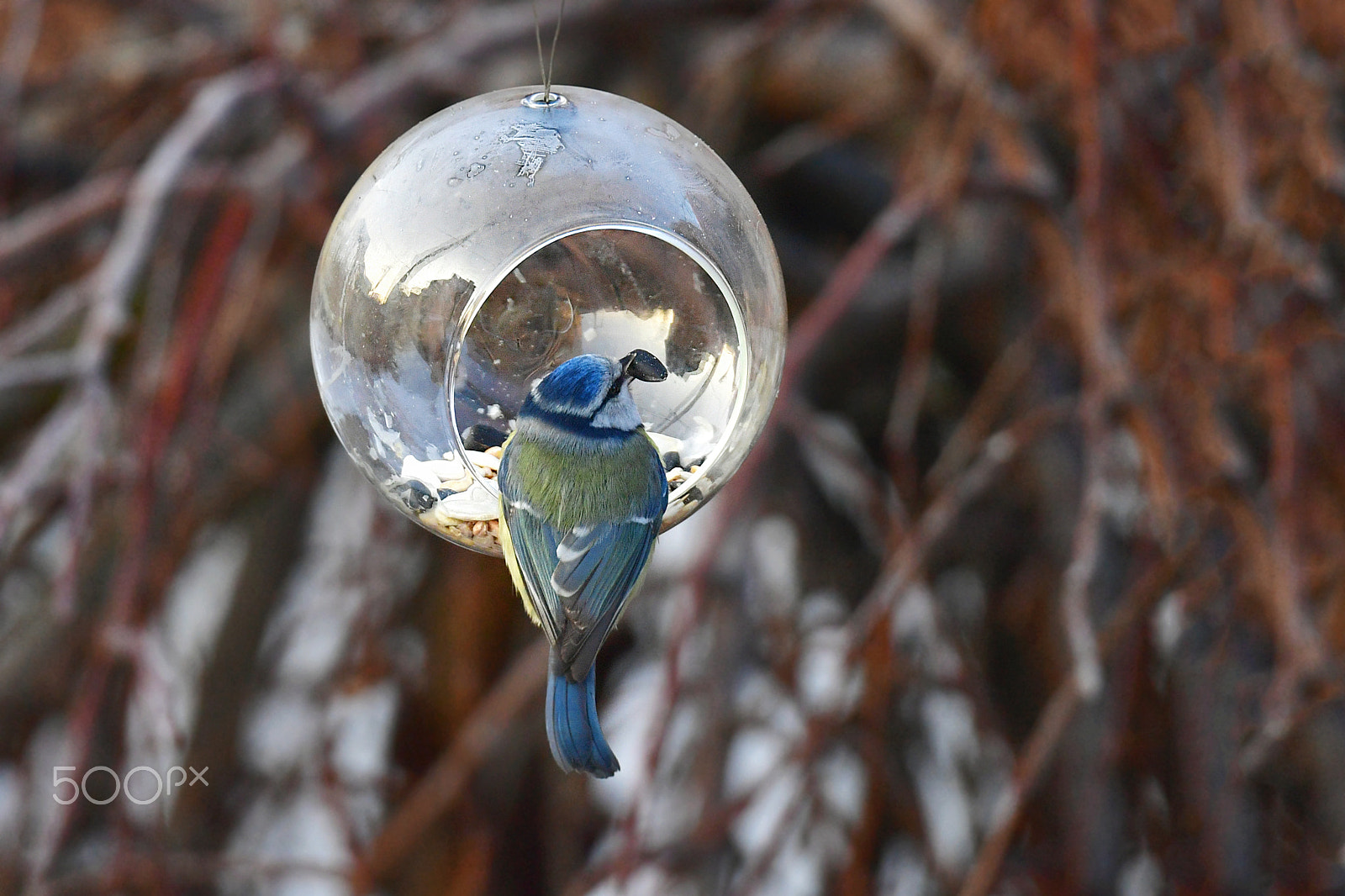Sigma 150-600mm F5-6.3 DG OS HSM | S sample photo. Blue tit photography