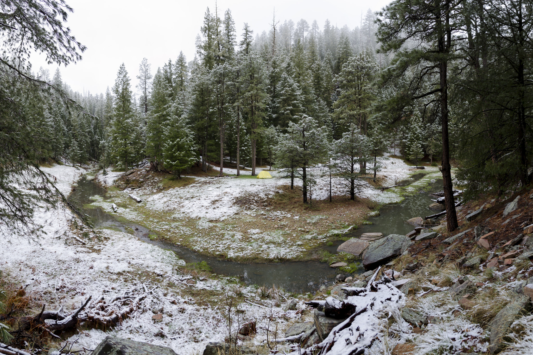 Sigma 17-50mm F2.8 EX DC OS HSM sample photo. Snow on the pines photography