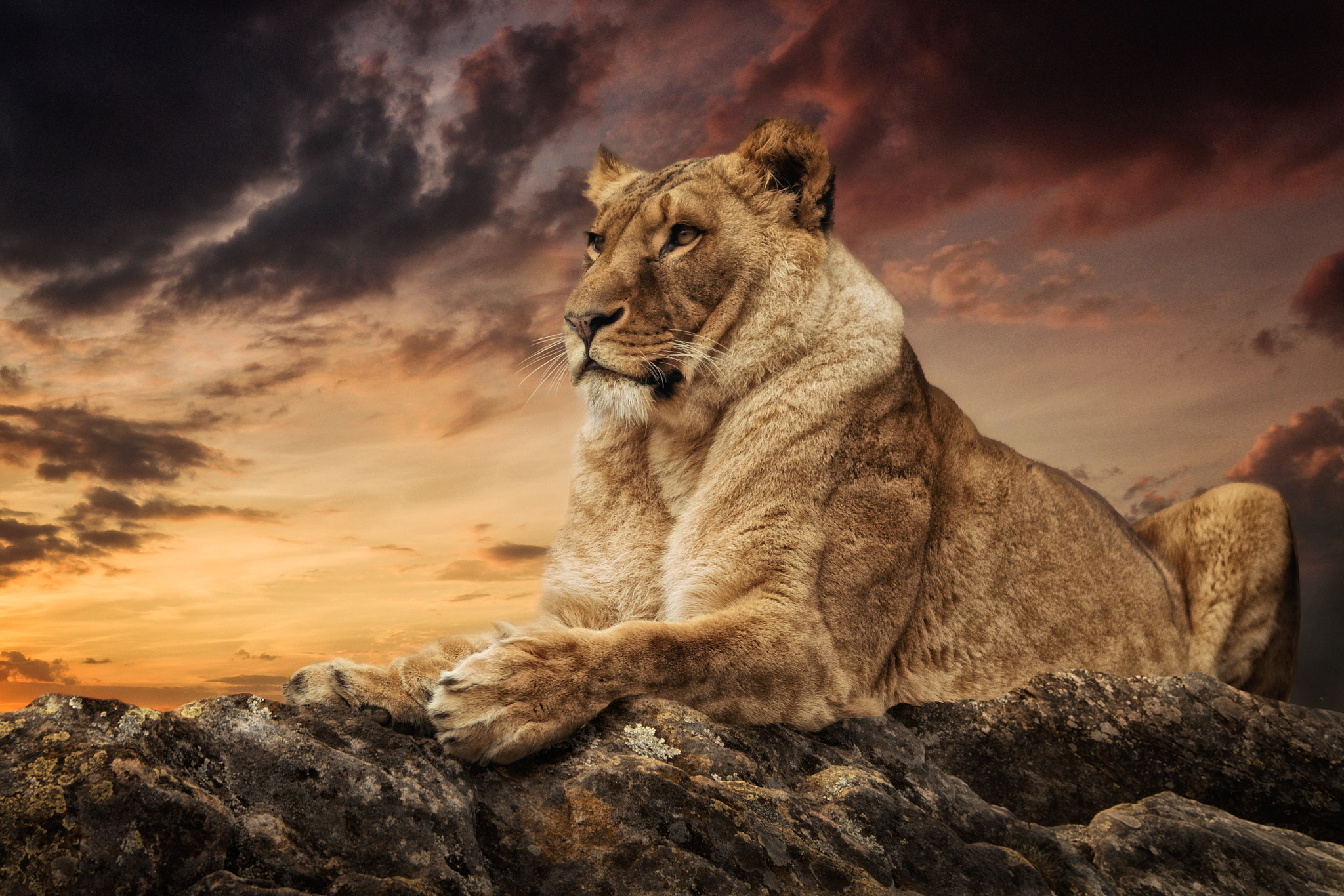 Nikon D800 sample photo. Her majesty photography