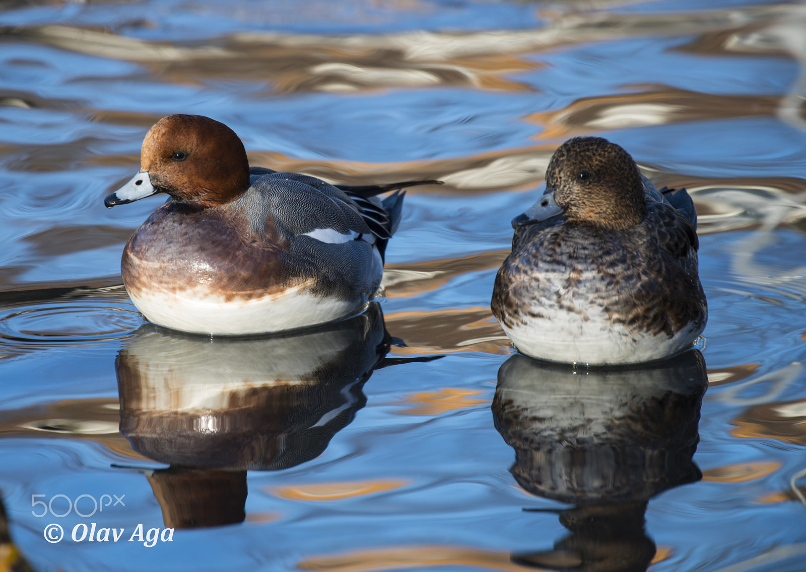 Nikon AF-S Nikkor 200-500mm F5.6E ED VR sample photo. Wigeons photography