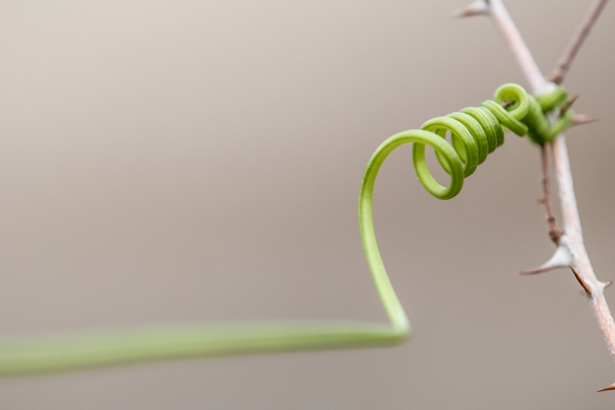 Canon EOS 60D + Tamron SP AF 180mm F3.5 Di LD (IF) Macro sample photo. Bryionia cretica tendril photography