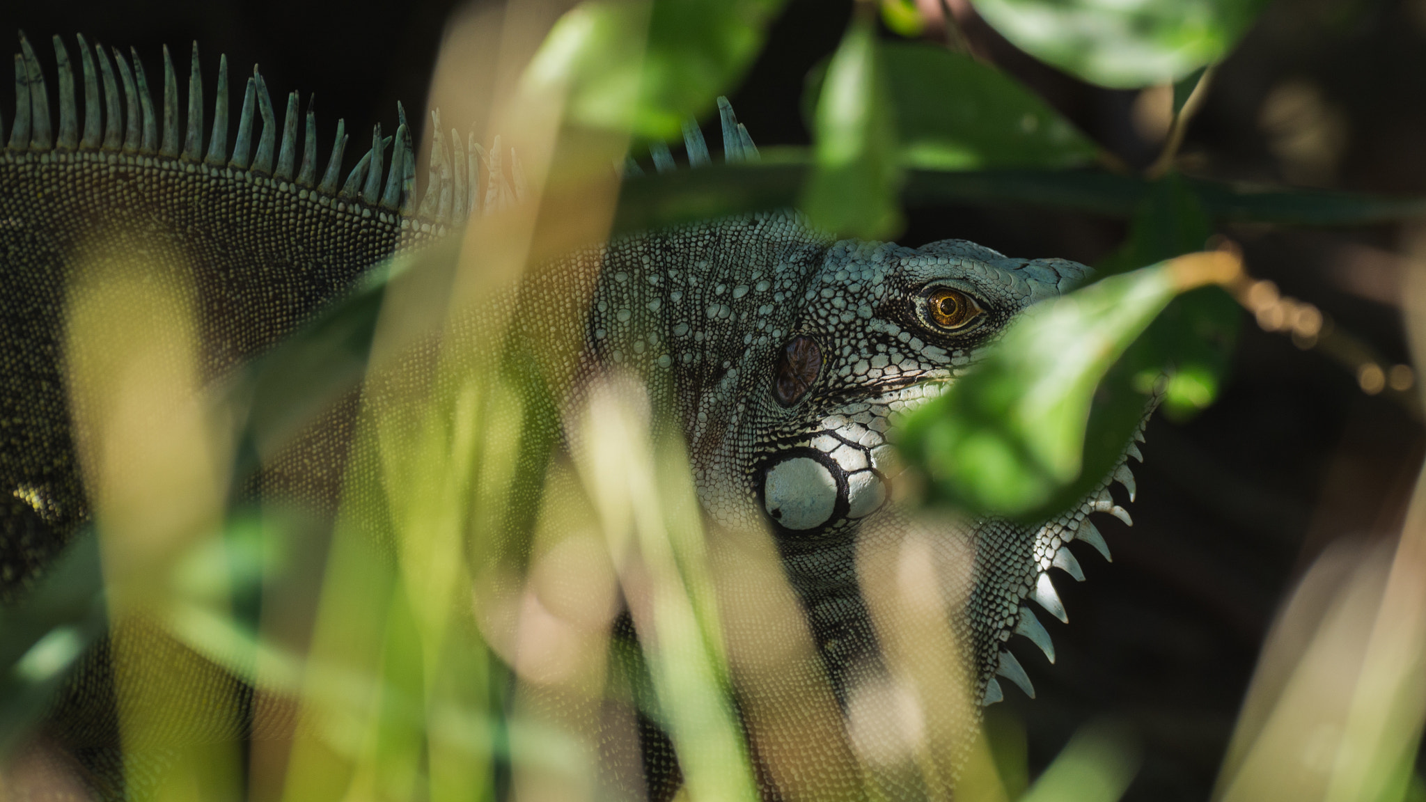Panasonic Lumix G X Vario 35-100mm F2.8 OIS sample photo. I see you photography
