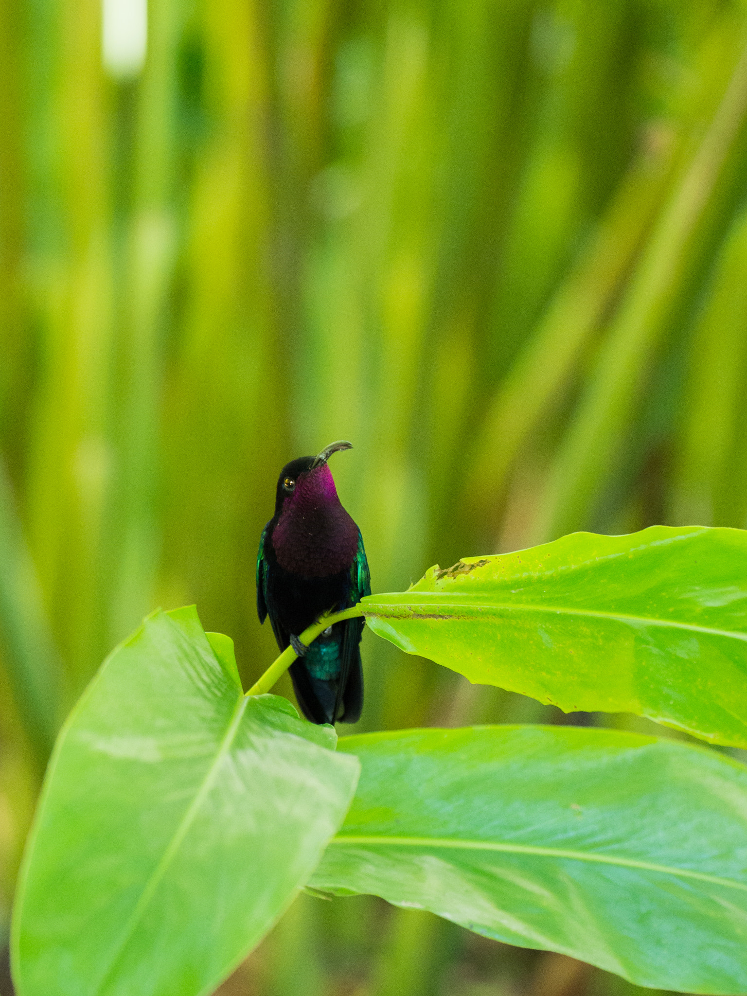 Olympus OM-D E-M5 + Panasonic Lumix G X Vario 35-100mm F2.8 OIS sample photo. Hummingbird photography