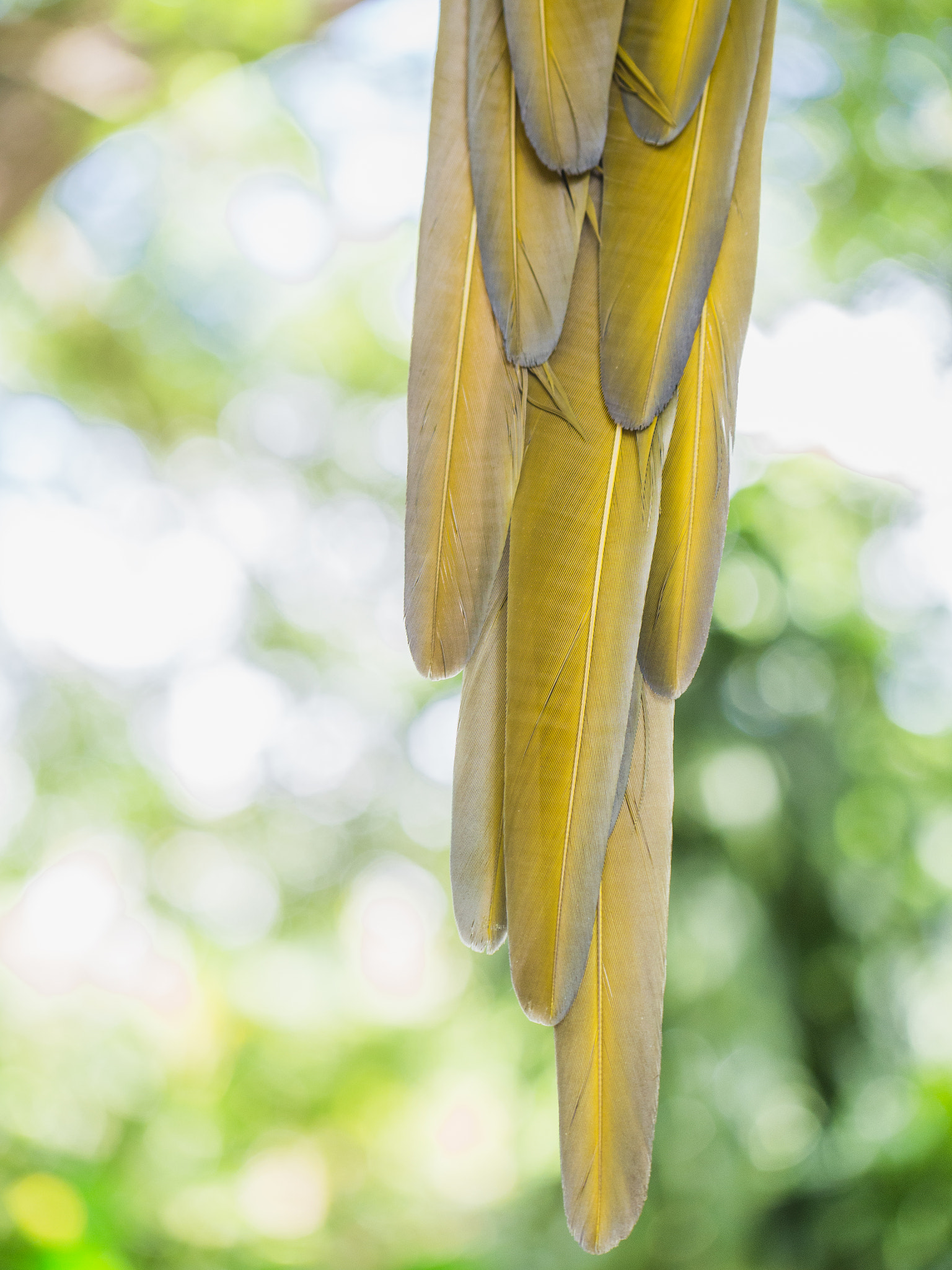 Panasonic Lumix G X Vario 35-100mm F2.8 OIS sample photo. Feathers photography