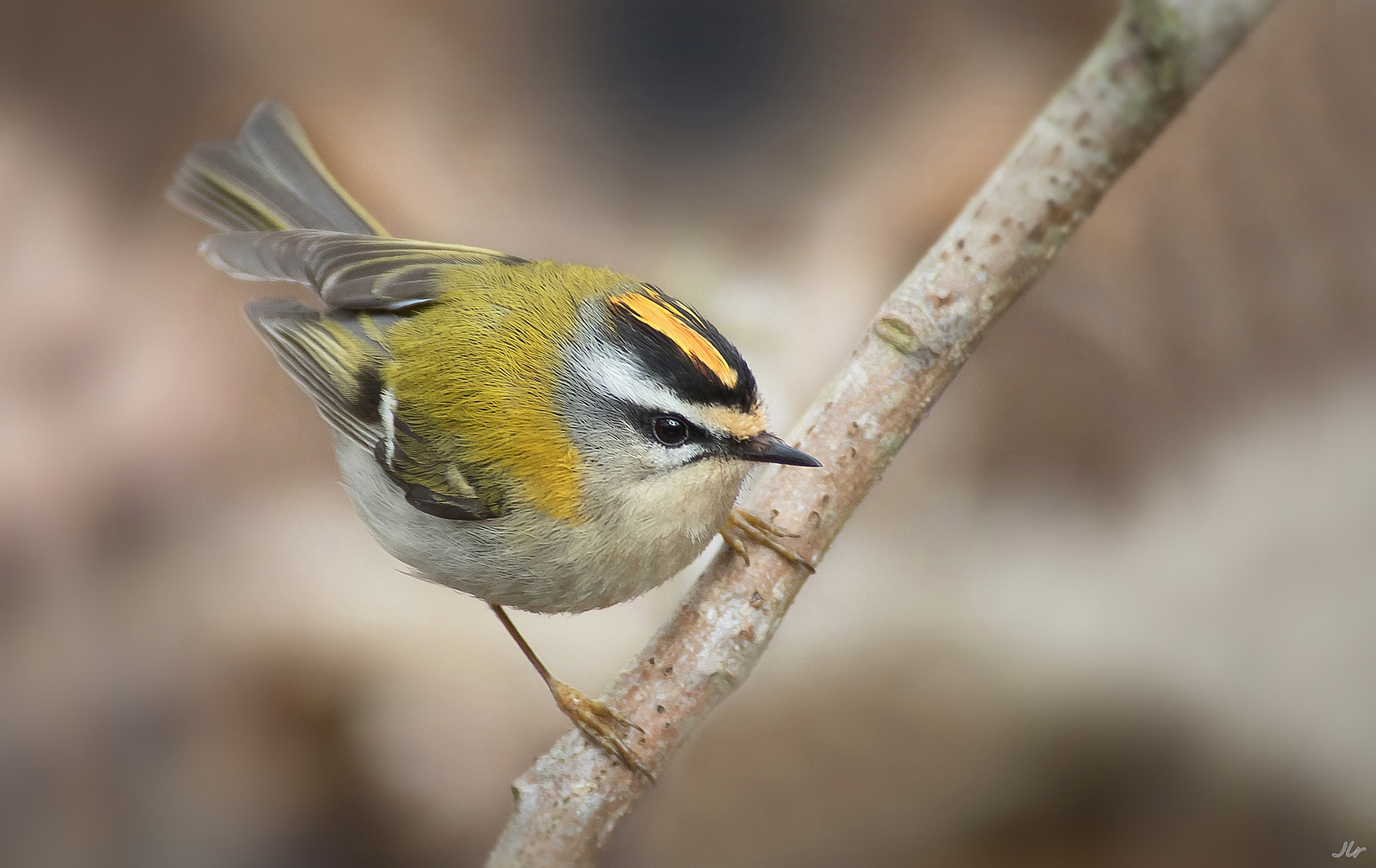 Canon EF 300mm f/2.8L + 2x sample photo. Regulus ignicapillus photography