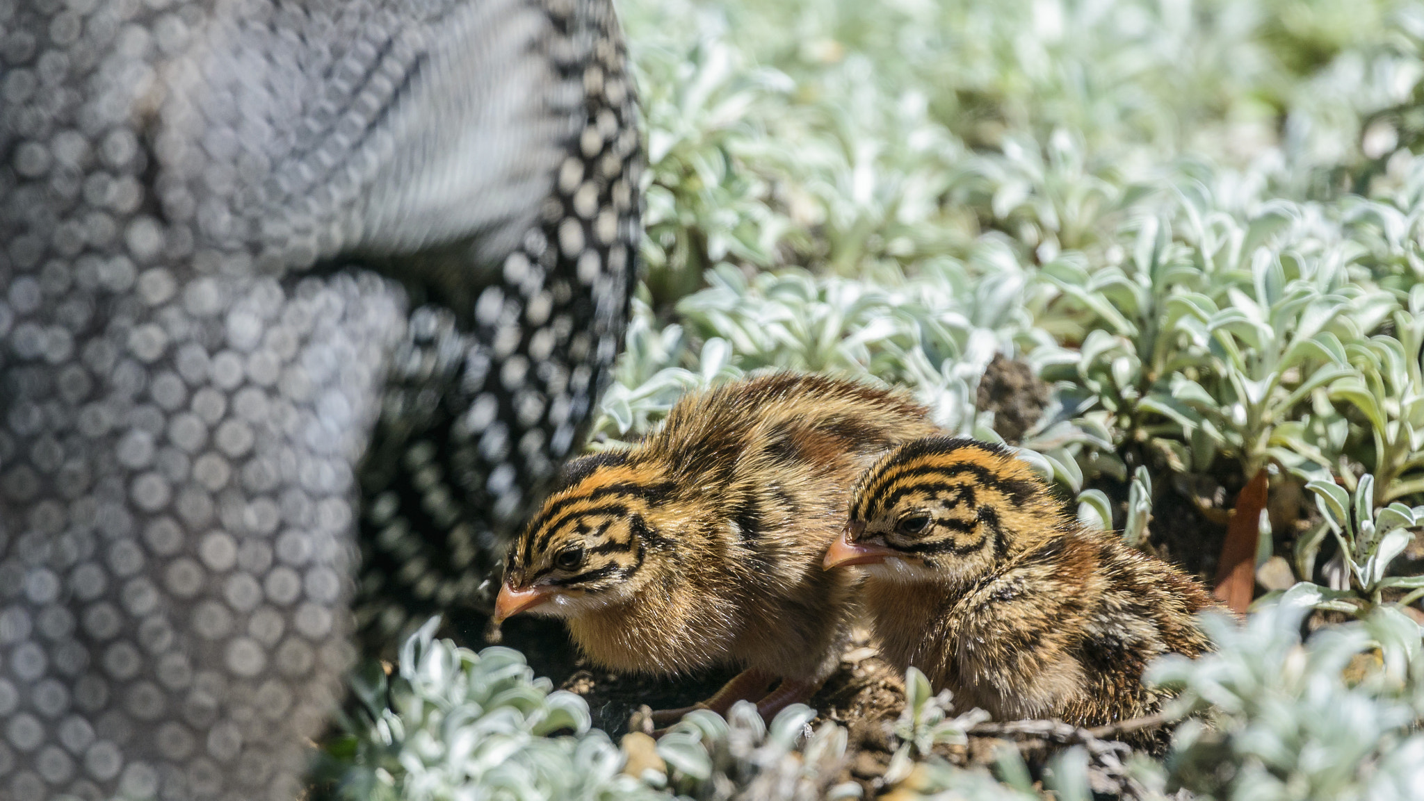 Nikon Nikkor AF-S 300mm F4E PF ED VR sample photo. Guineafowl photography