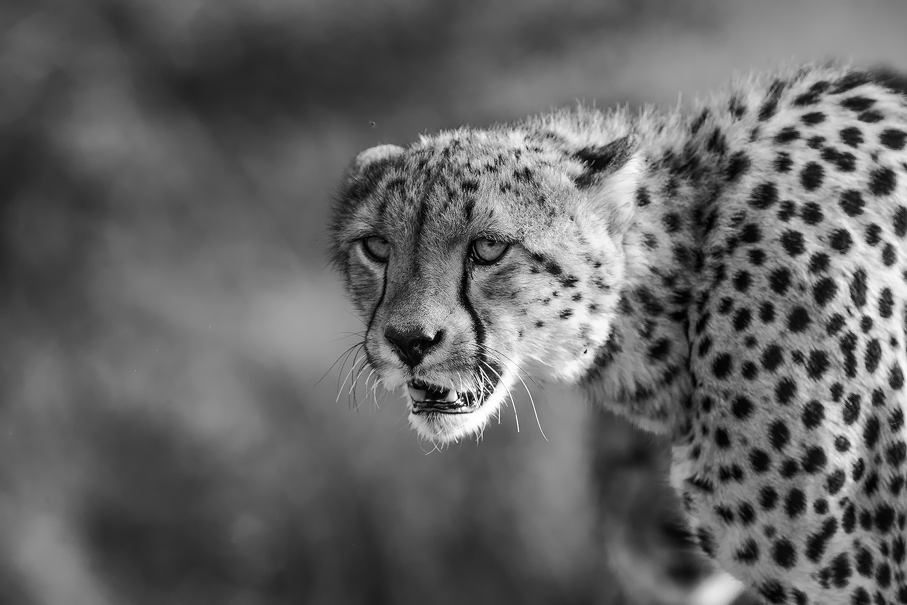 Canon EF 600mm F4L IS II USM sample photo. Cheetah photography