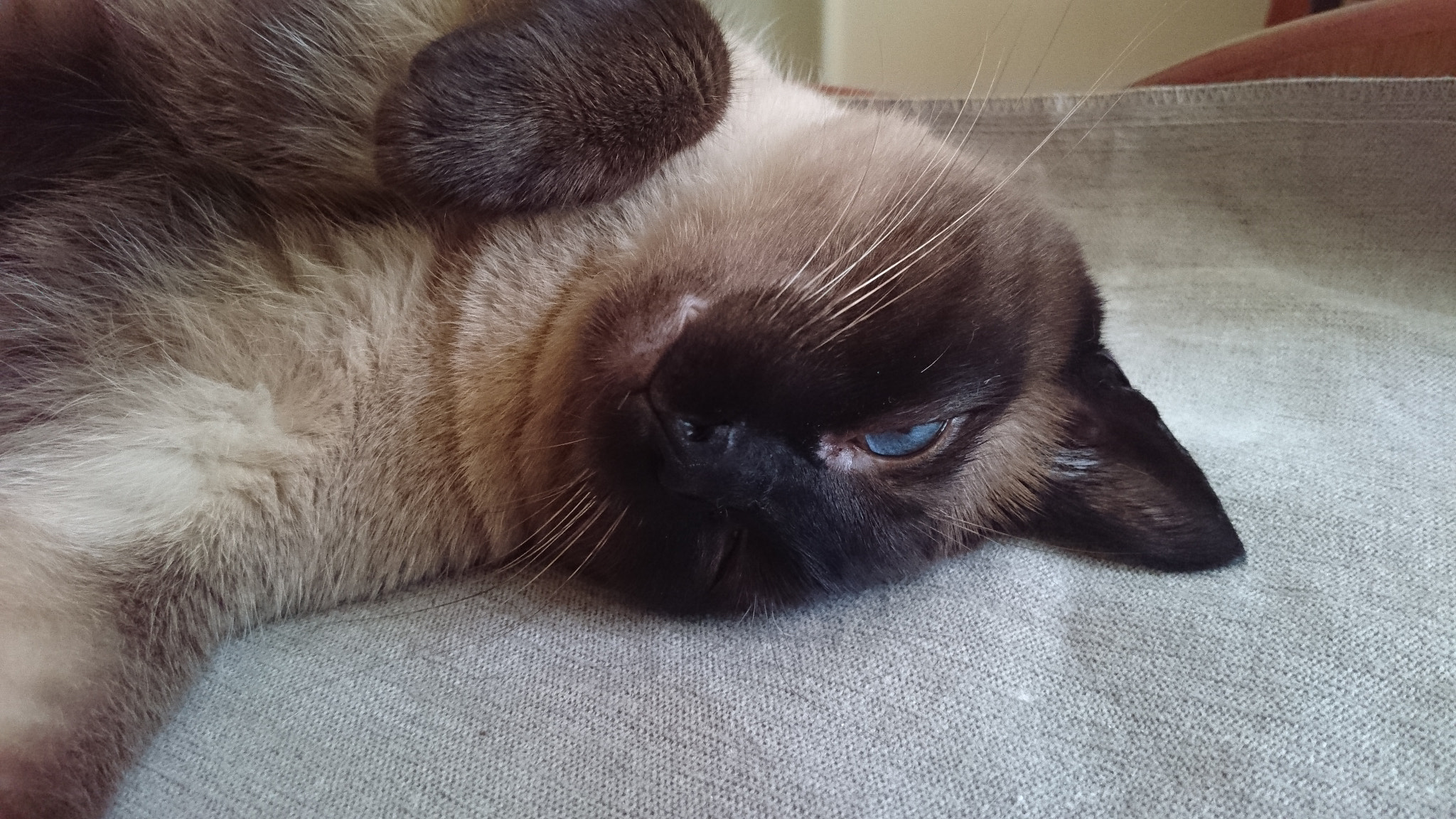 Sony Xperia Z3+ sample photo