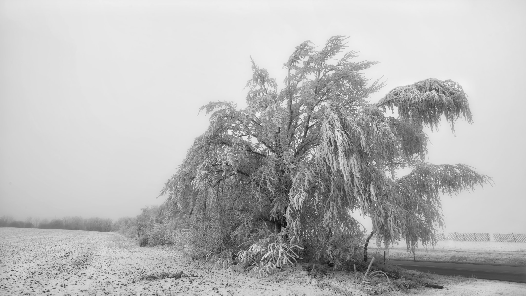 Nikon D7100 sample photo. The ice tree photography
