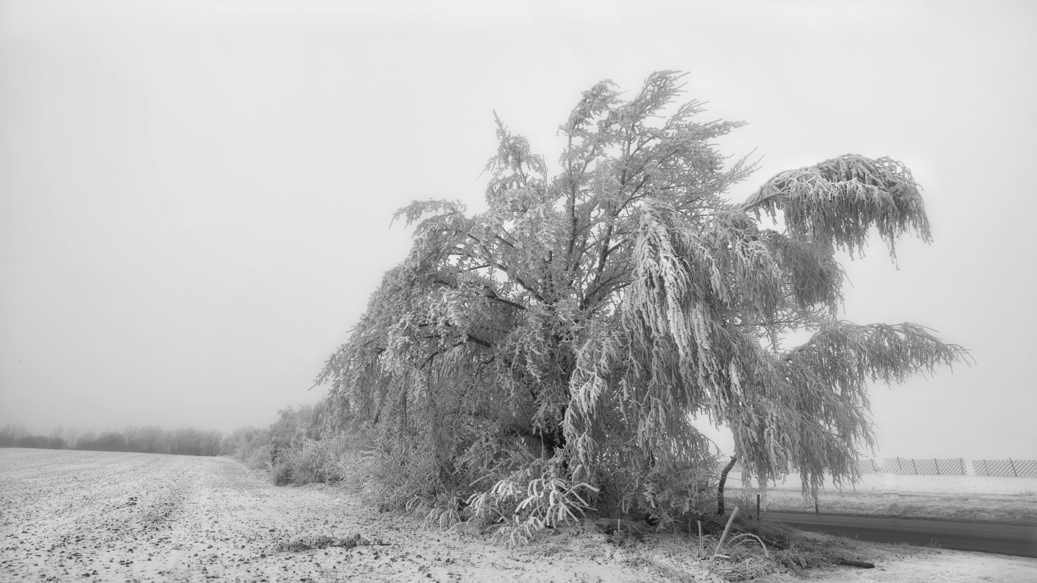 Nikon D7100 + Sigma 18-50mm F2.8 EX DC sample photo. The ice tree photography