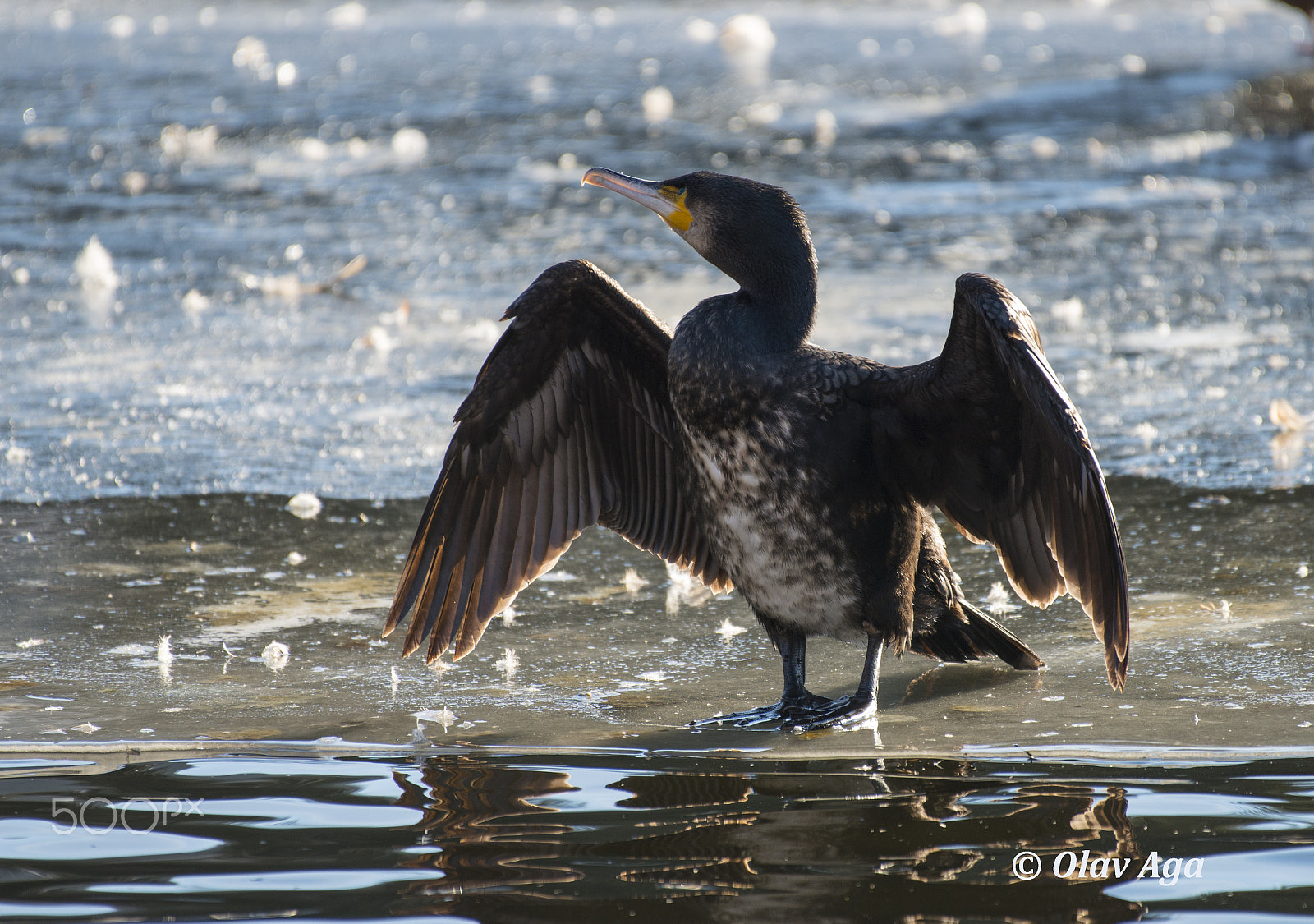 Nikon AF-S Nikkor 200-500mm F5.6E ED VR sample photo. Great cormorant photography