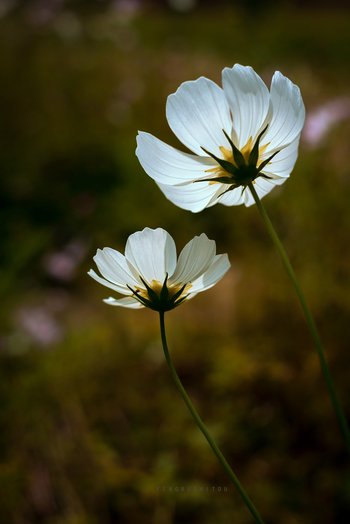 Nikon D800 + Nikon AF Nikkor 35mm F2D sample photo. 格桑花 photography