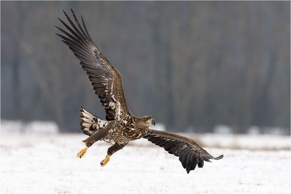 Nikon D7200 + Sigma 50mm F2.8 EX DG Macro sample photo. White-tailed eagle / seeadler photography