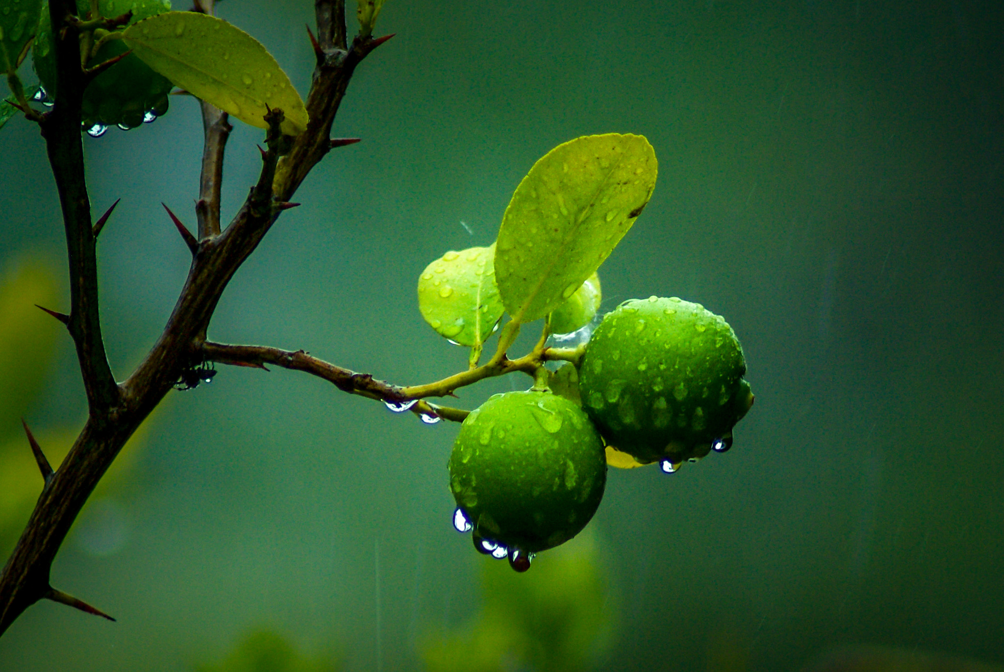 Pentax K10D sample photo. Citrons verts à rurutu... photography