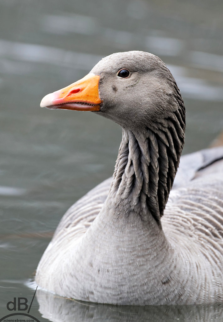 150-600mm F5-6.3 DG OS HSM | Contemporary 015 sample photo. Greylag goose photography