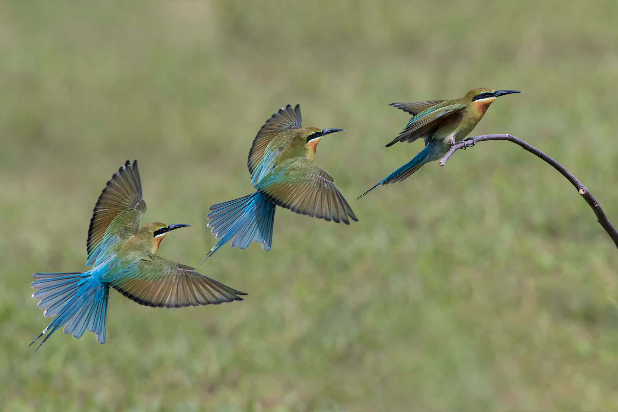 Canon EOS-1D X Mark II + Canon EF 400mm F2.8L IS II USM sample photo. Perching! photography