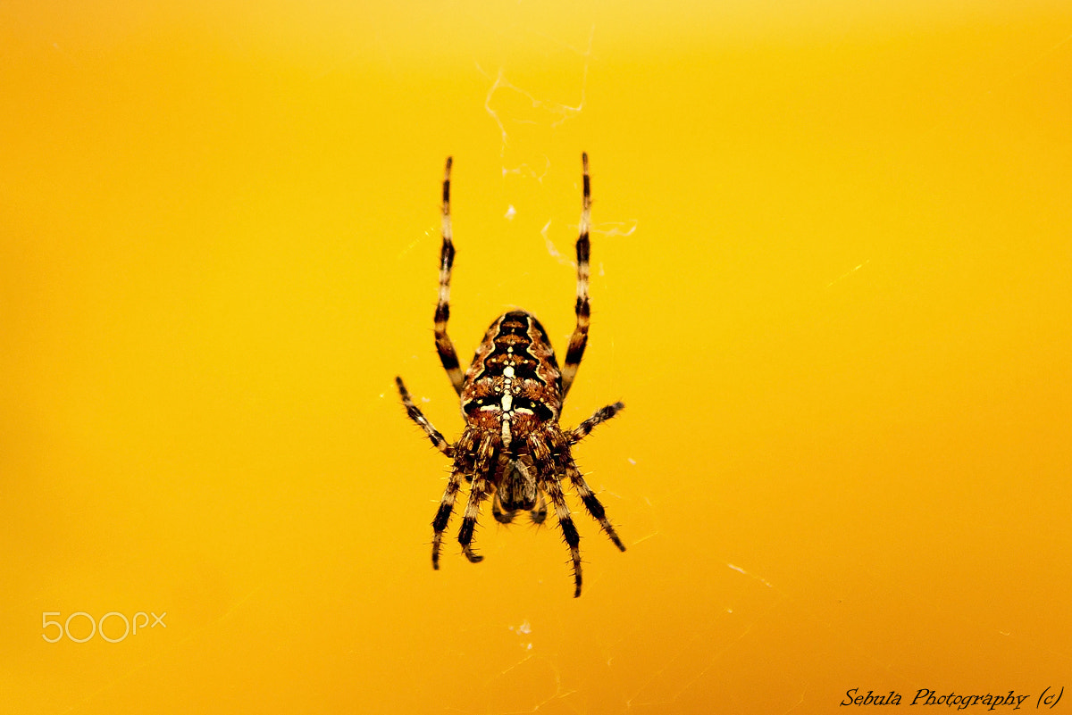 Sony DT 55-200mm F4-5.6 SAM sample photo. Araneus diadematus in gdańsk photography