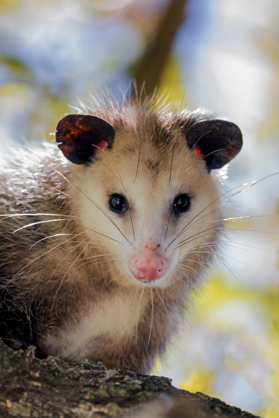 Nikon Nikkor AF-S 300mm F4E PF ED VR sample photo. Opossum photography