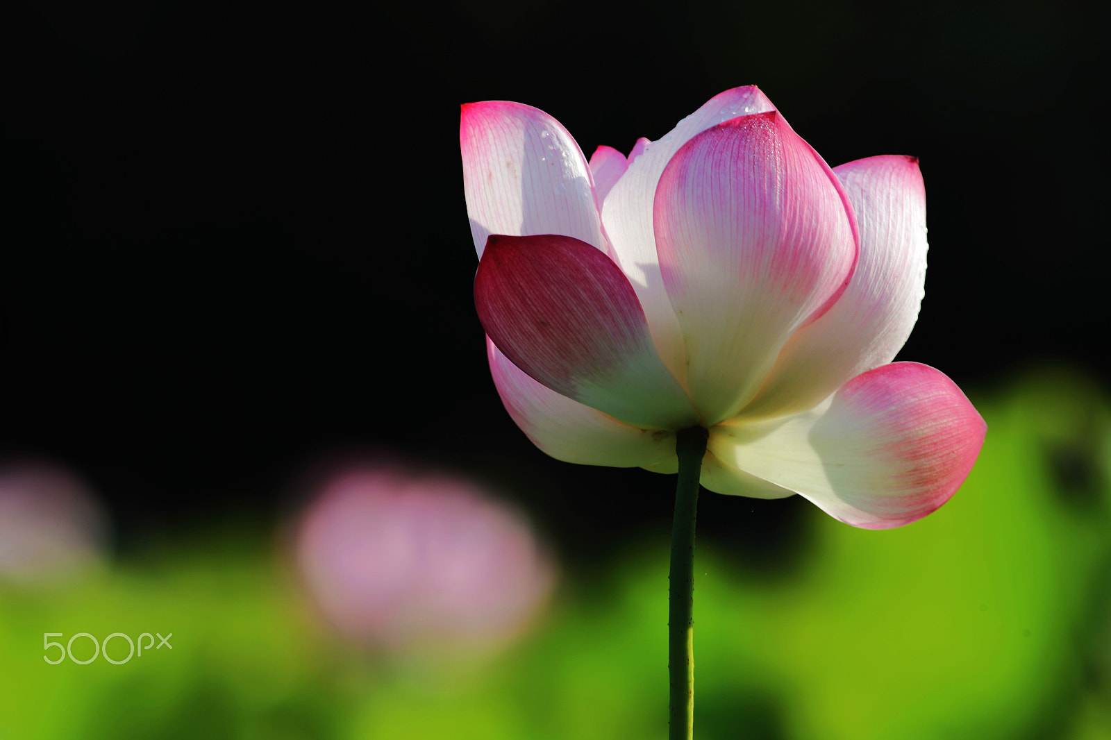 Canon EF 400mm F5.6L USM sample photo. 荷 photography