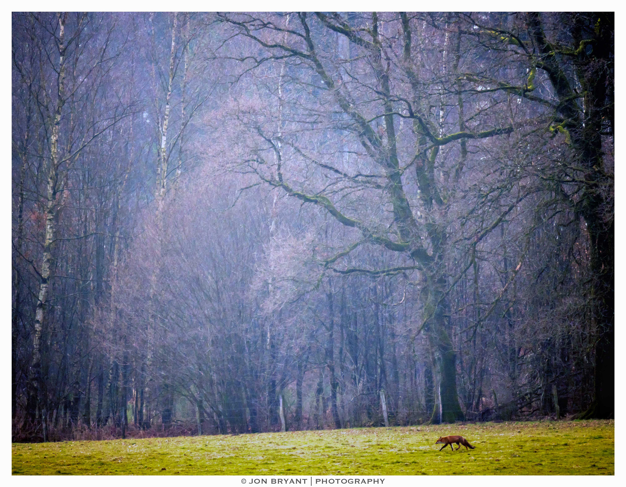 Panasonic Lumix DMC-GH4 sample photo. Red fox and the forest (gh5) photography