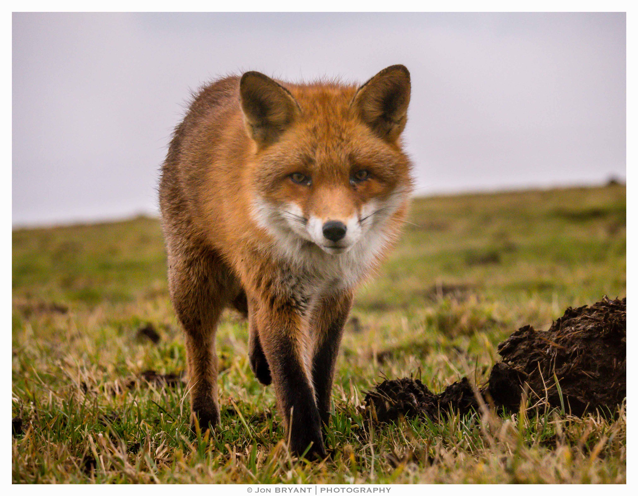 Panasonic Lumix DMC-GH4 sample photo. Red fox (gh5) photography