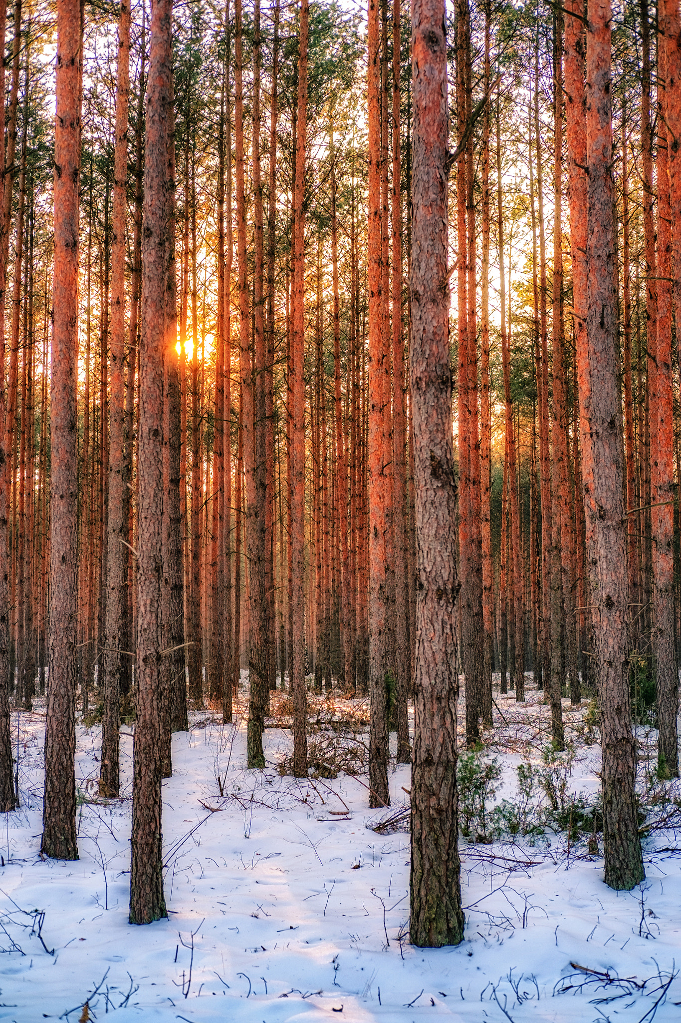 Fujifilm X-Pro1 + Fujifilm XF 35mm F2 R WR sample photo. Dusk from behind the trees. photography