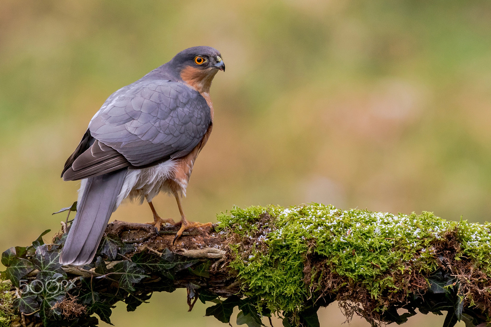 Canon EF 400mm F4 DO IS II USM sample photo. Sparrow hawk photography