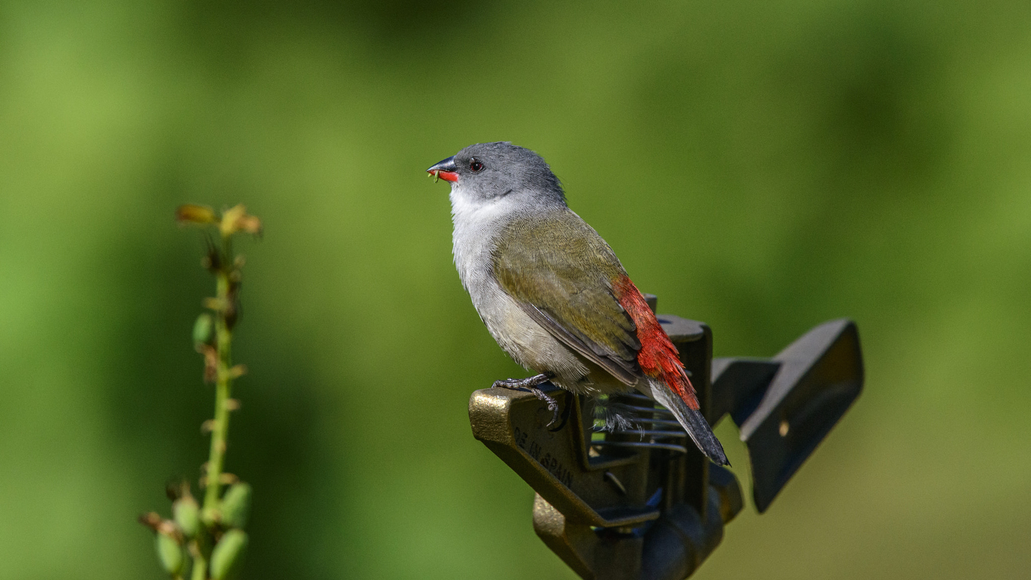 Nikon Nikkor AF-S 300mm F4E PF ED VR sample photo. Swee waxbill photography