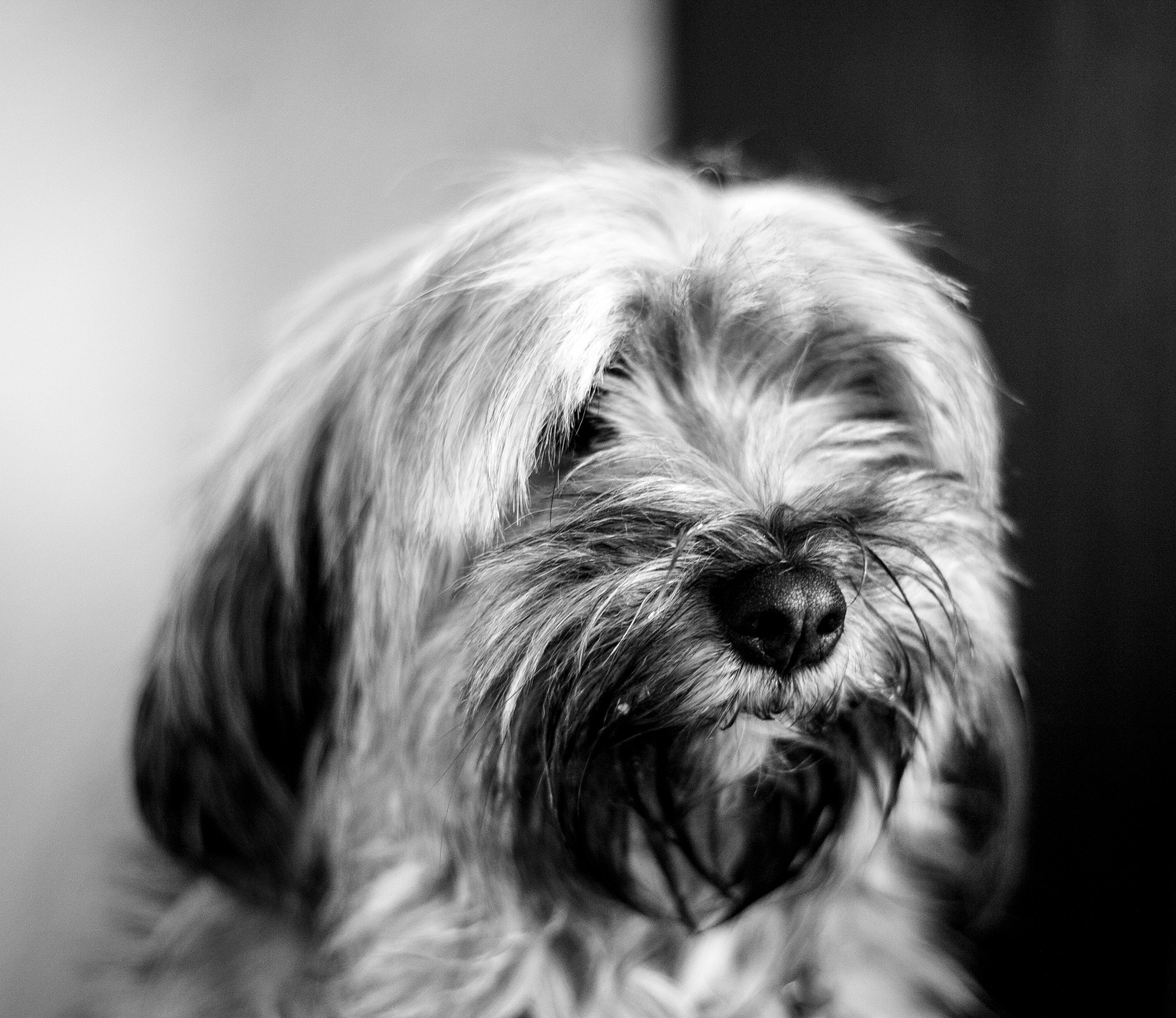 Canon EOS 5D + Canon EF 50mm F1.8 STM sample photo. Streuner photography