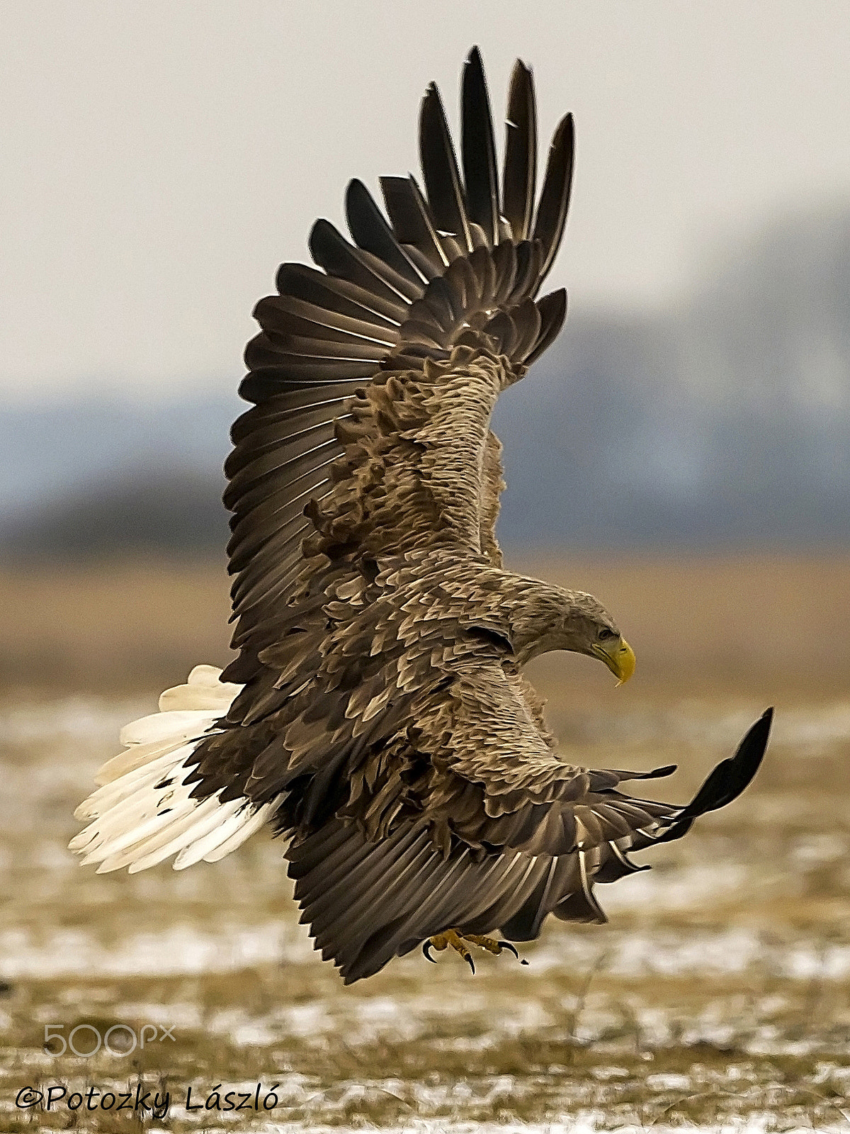 Olympus OM-D E-M1 Mark II + OLYMPUS M.300mm F4.0 sample photo. Flying beauty photography