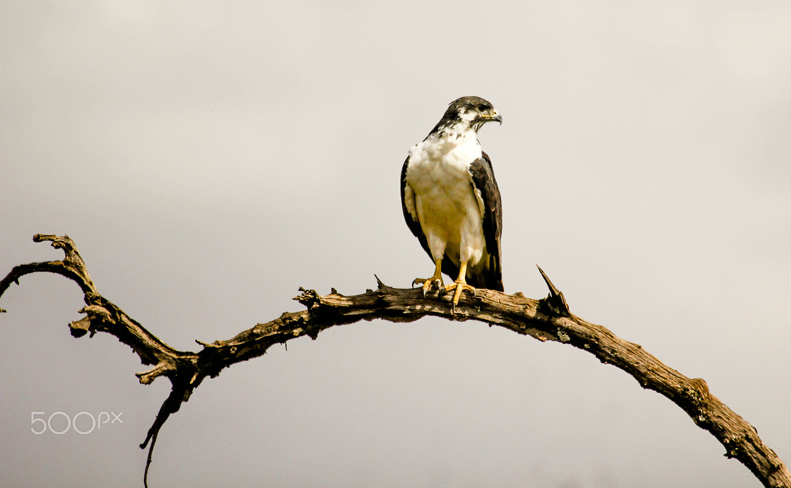 Canon EF 100-400mm F4.5-5.6L IS USM sample photo. The african eagle photography