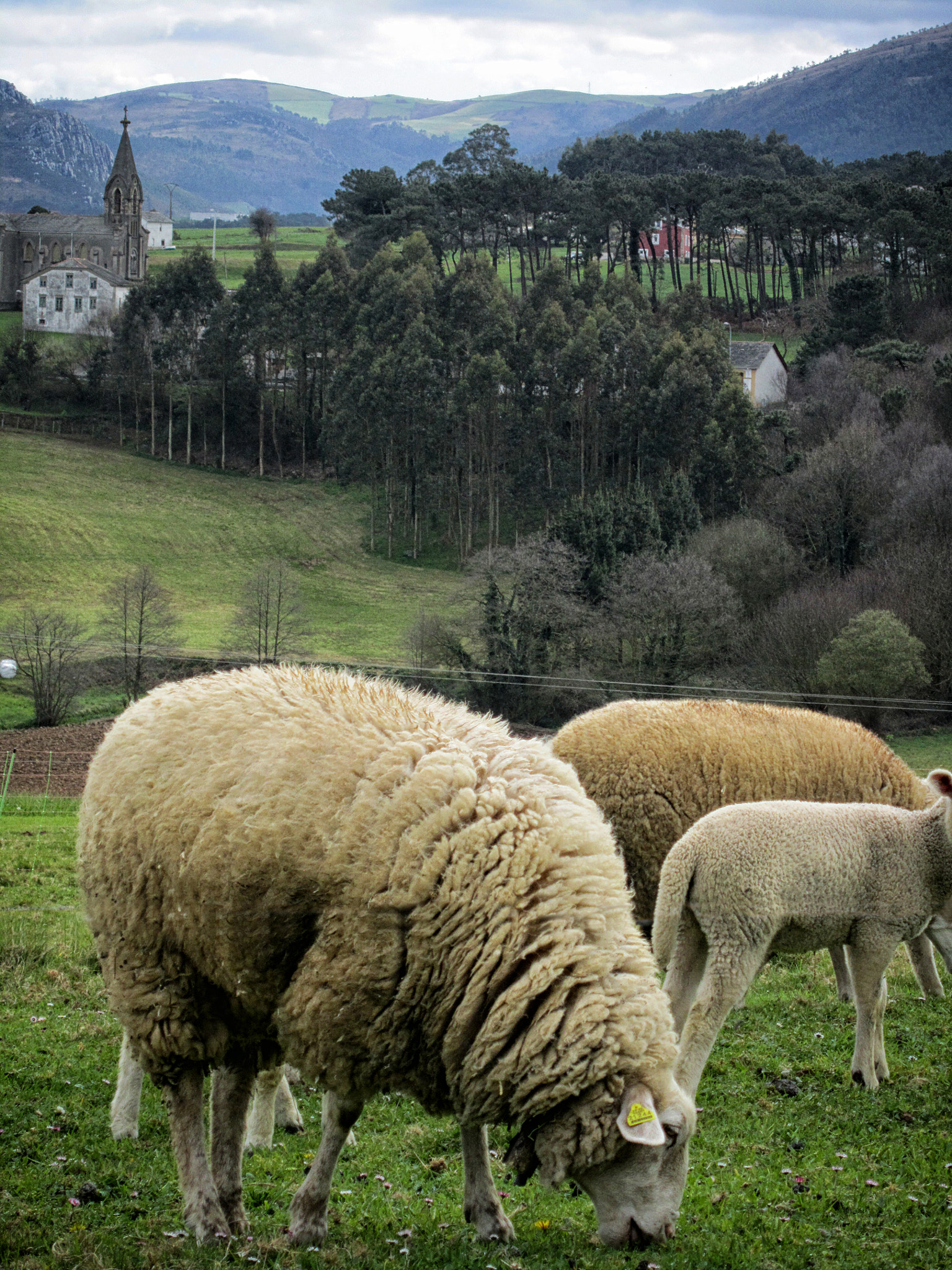 Canon PowerShot SD3500 IS (IXUS 210 / IXY 10S) sample photo. Ovejas asturianas photography