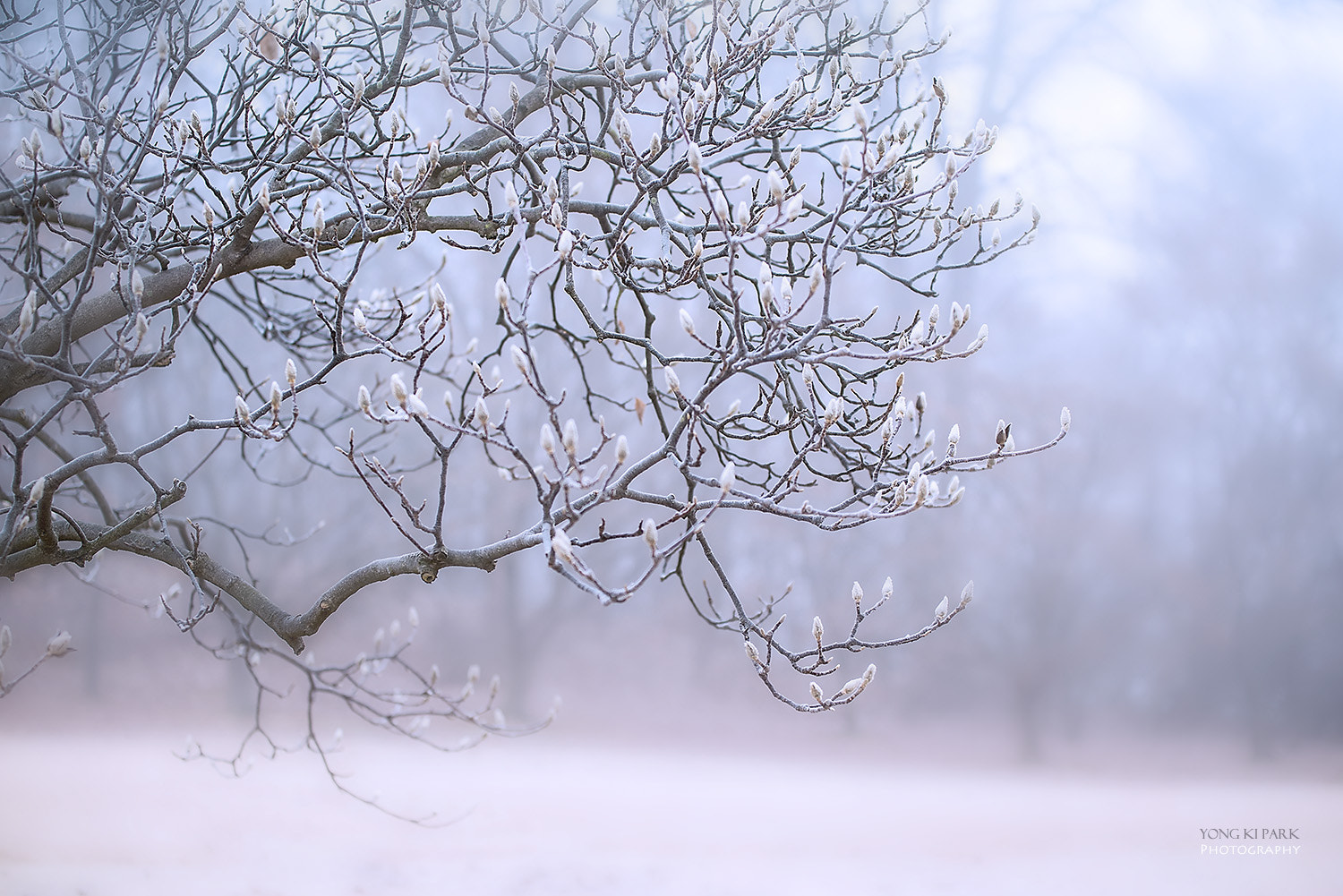 Pentax K-1 sample photo. A dreaming tree in the winter morning -4 photography