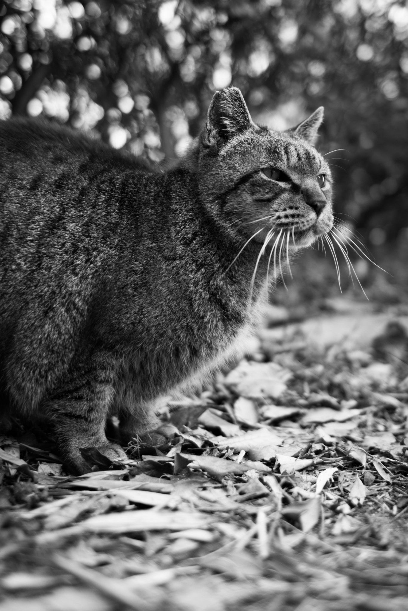 Pentax smc FA 31mm F1.8 AL Limited sample photo. Cat photography