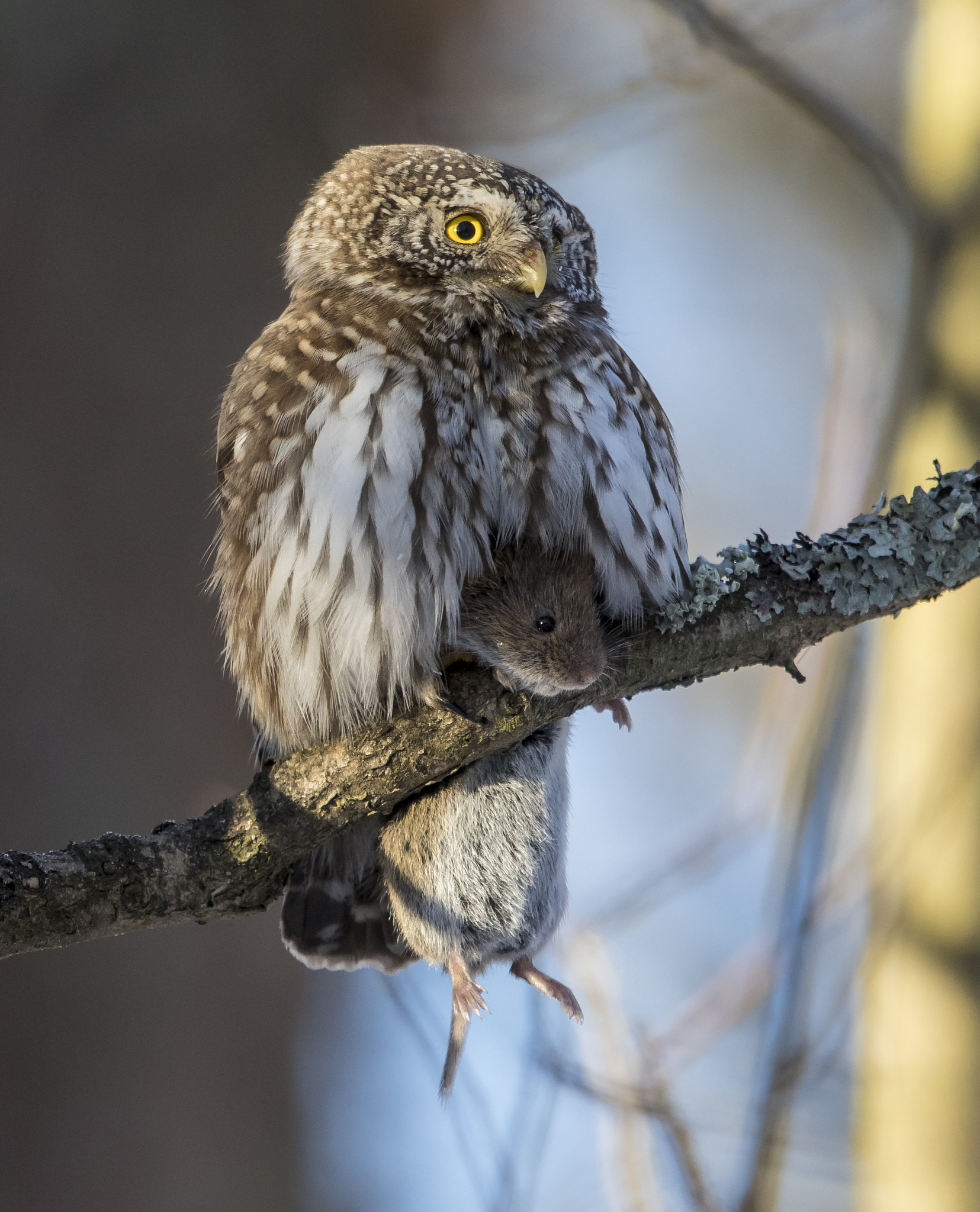 Canon EF 500mm F4L IS II USM sample photo