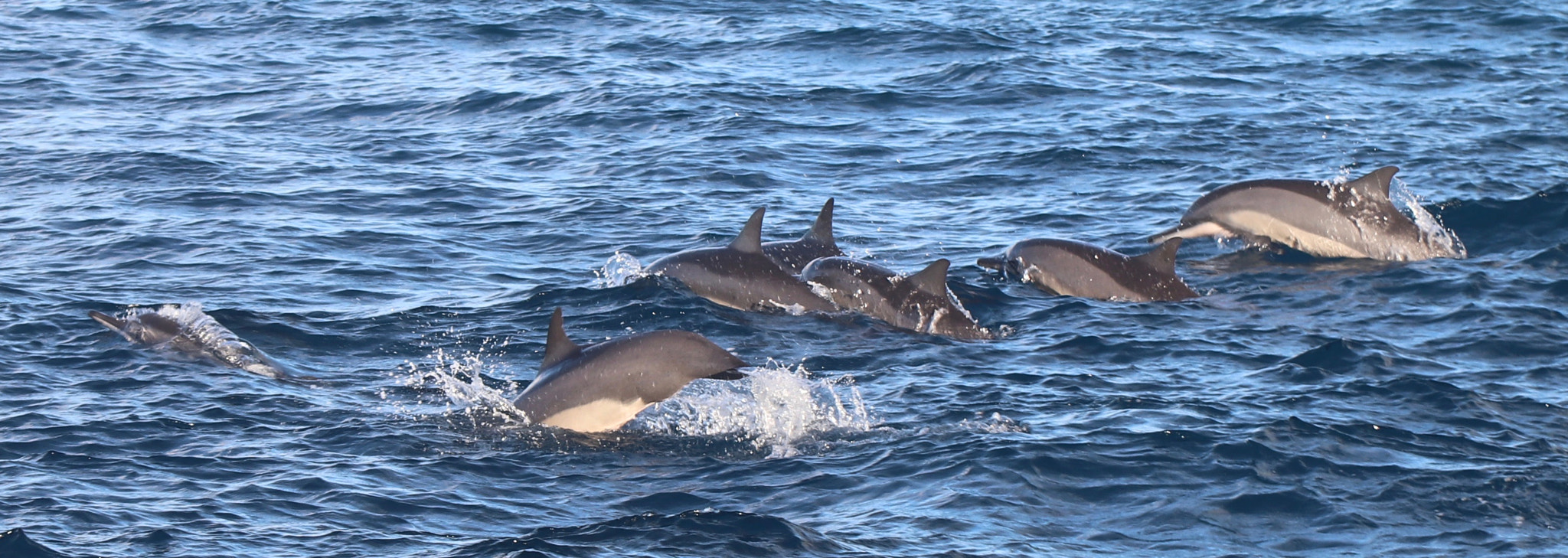 Canon EF-S 17-85mm F4-5.6 IS USM sample photo. Maldives marine life photography