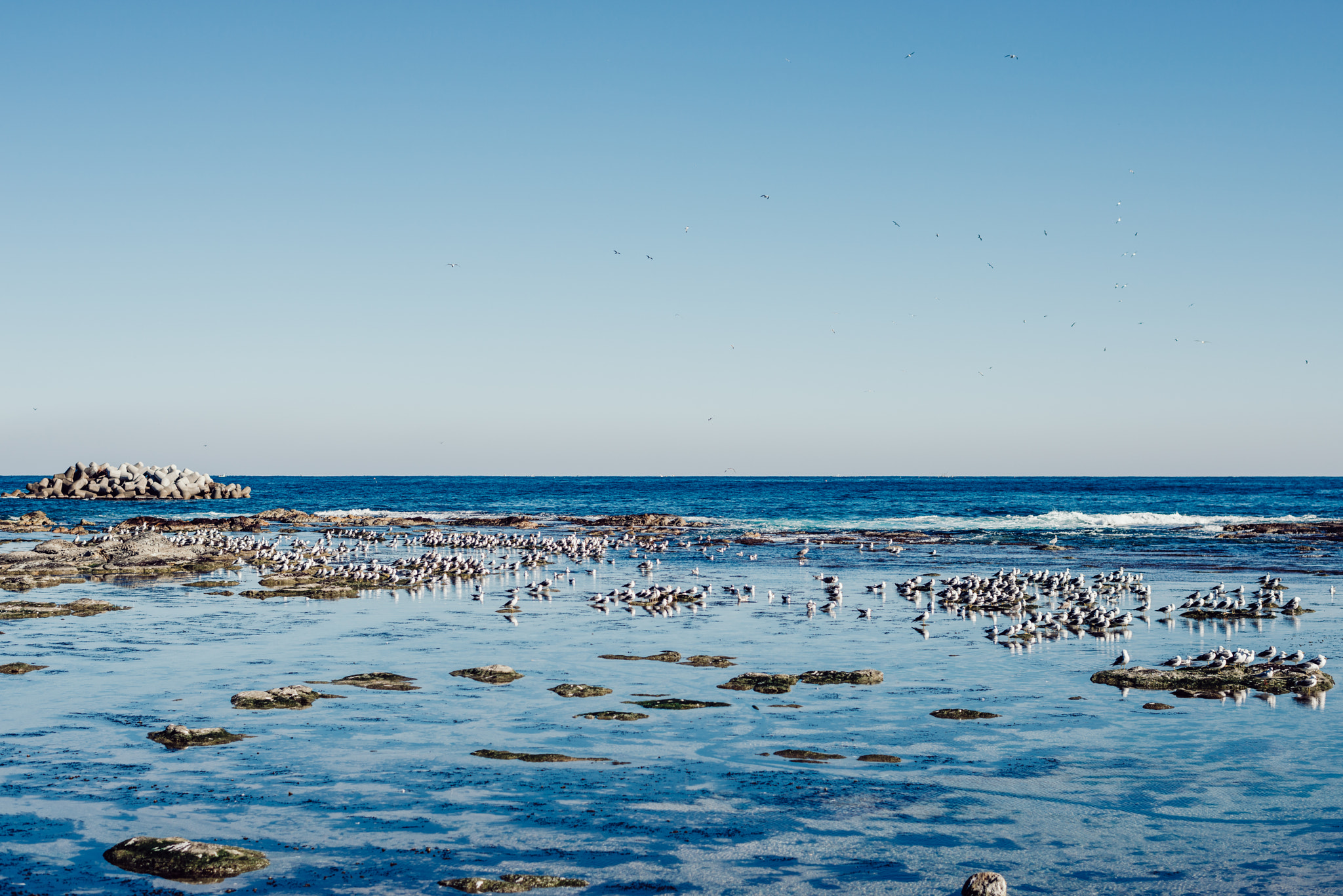 Nikon D800 + Nikon AF-S Nikkor 58mm F1.4G sample photo. Jonathan livingston seagulls photography